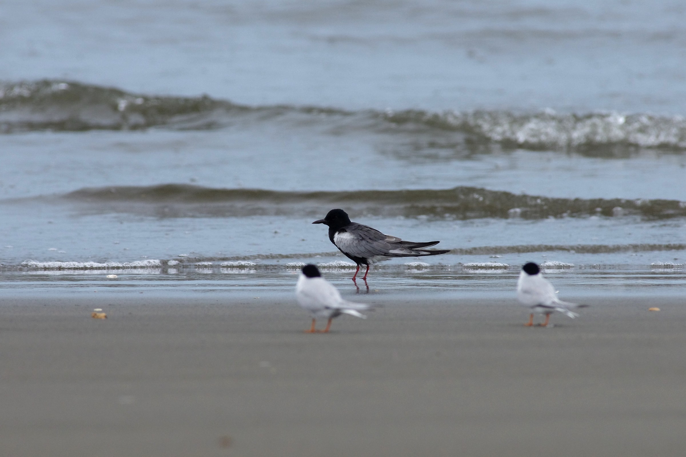 White-winged Tern