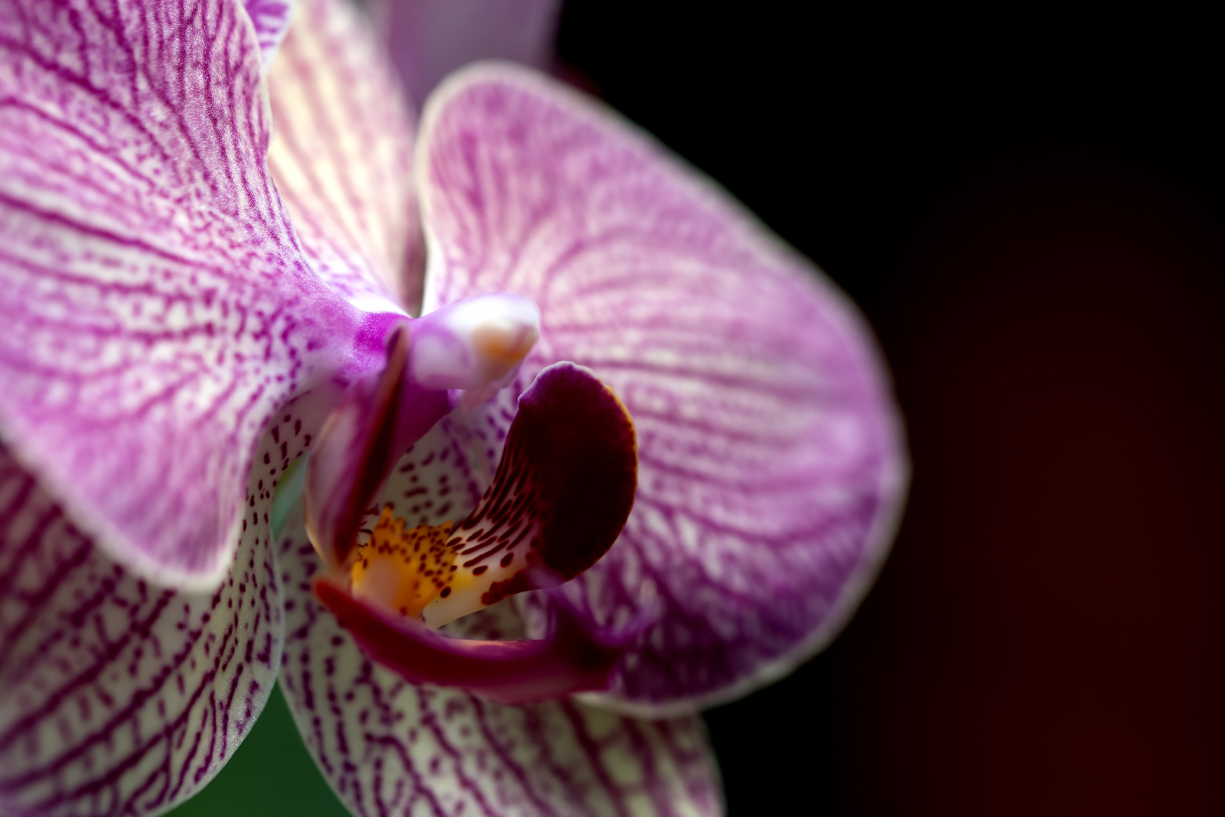 Orchidea
