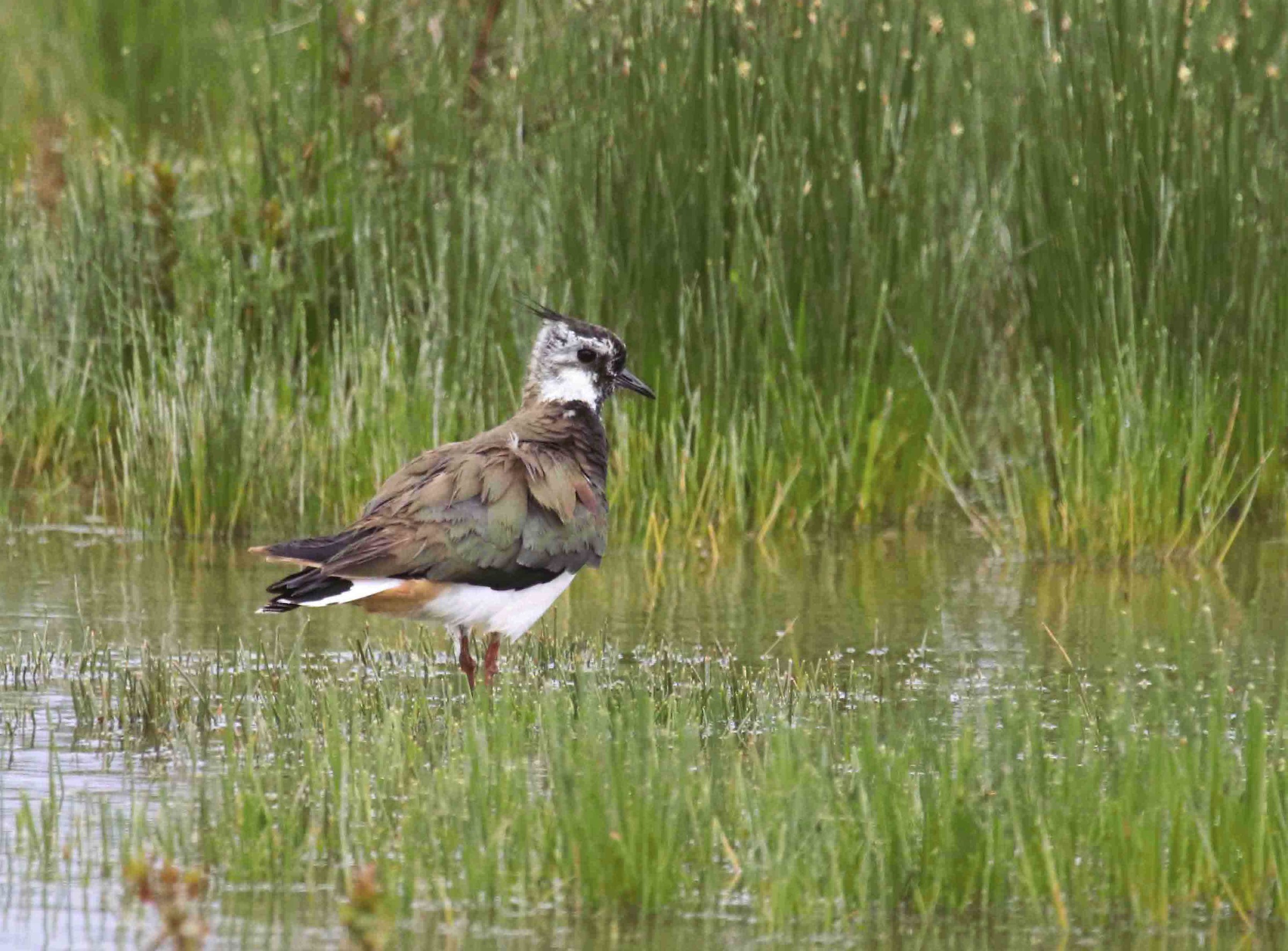 Lapwing