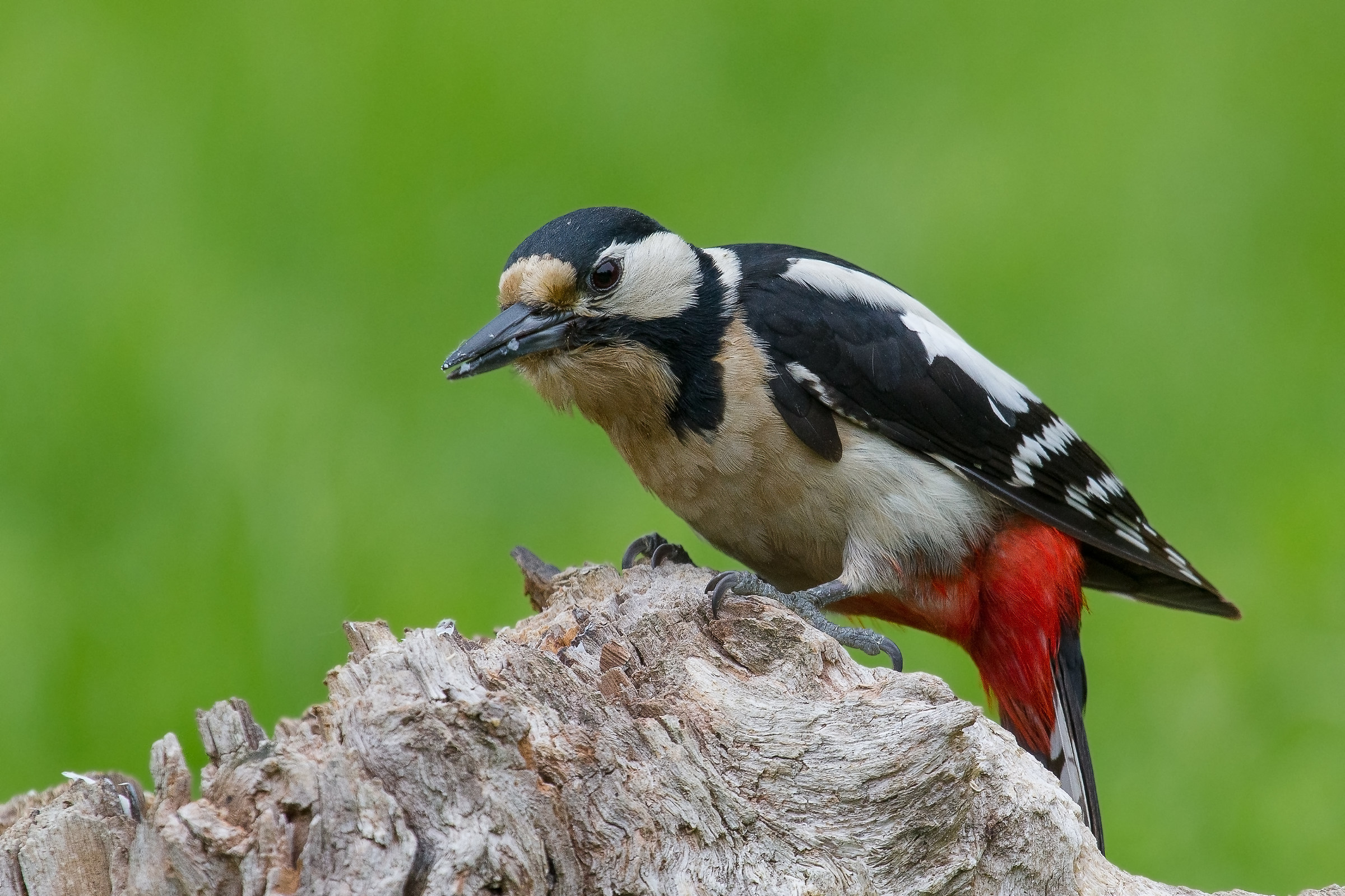 Big Red Woodpecker (Dendrocopos major)