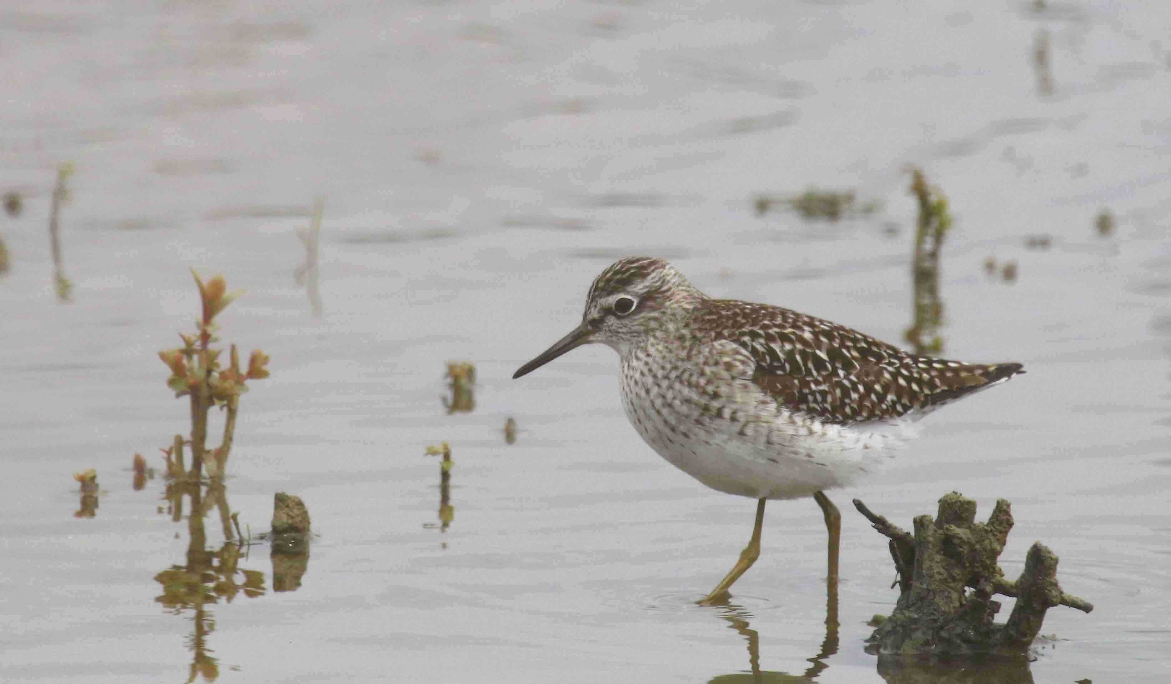 Pyro piro boschereccio