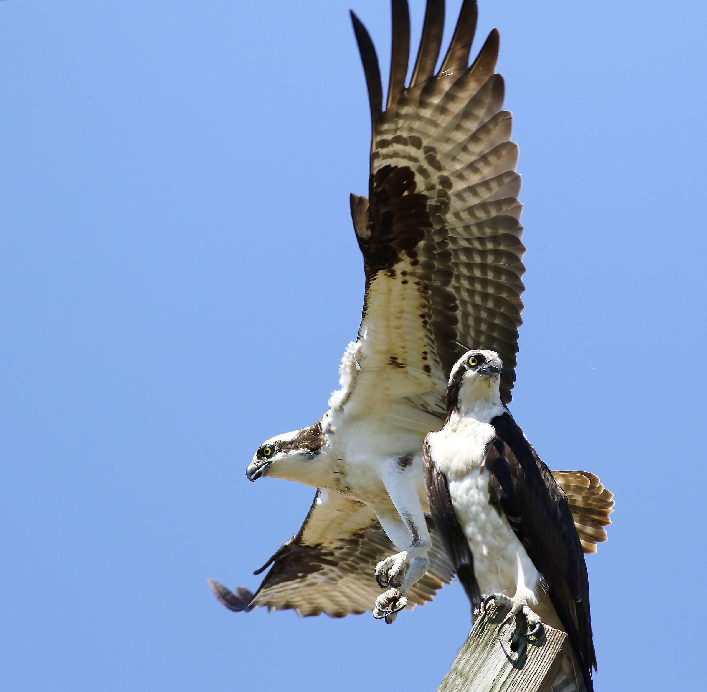 Soul Mates per la vita