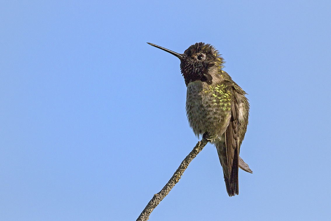 Anna's hummingbird
