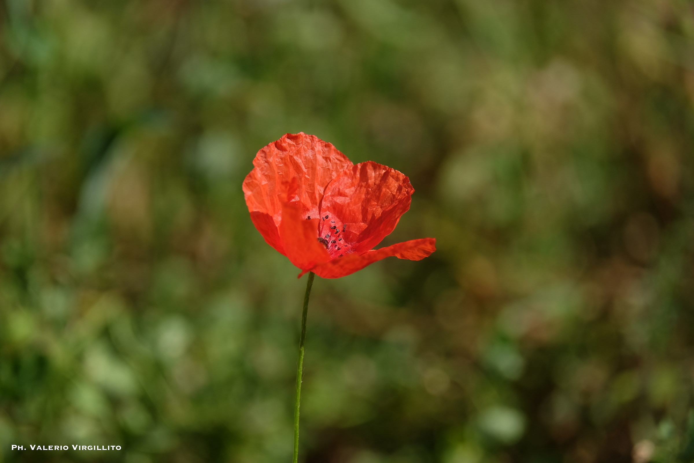 Poppy