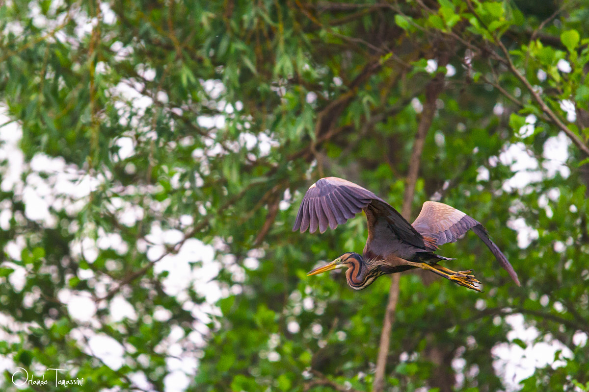 Airone rosso in volo