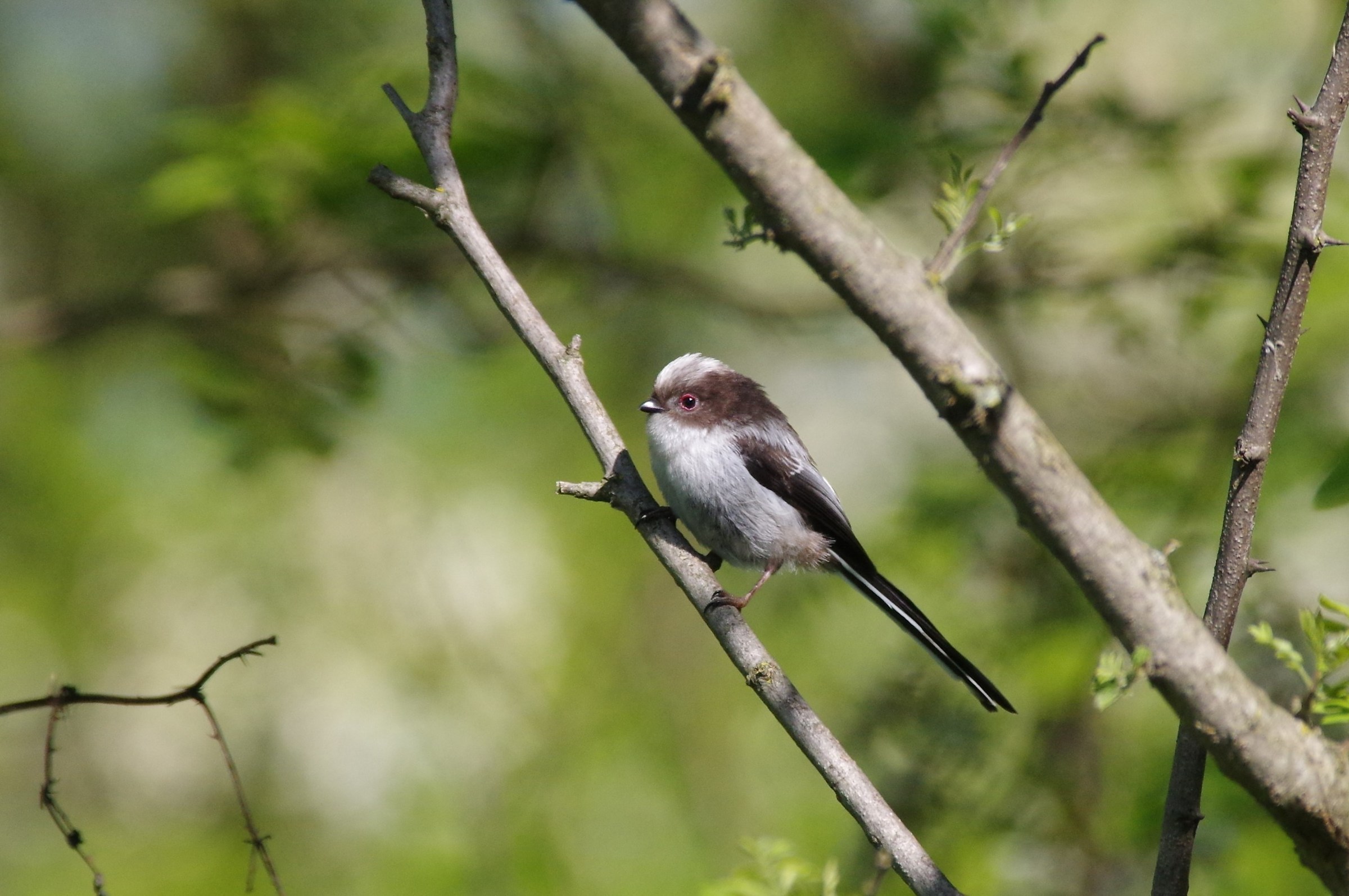 Long-tailed Tit (Aegithalos caudatus)