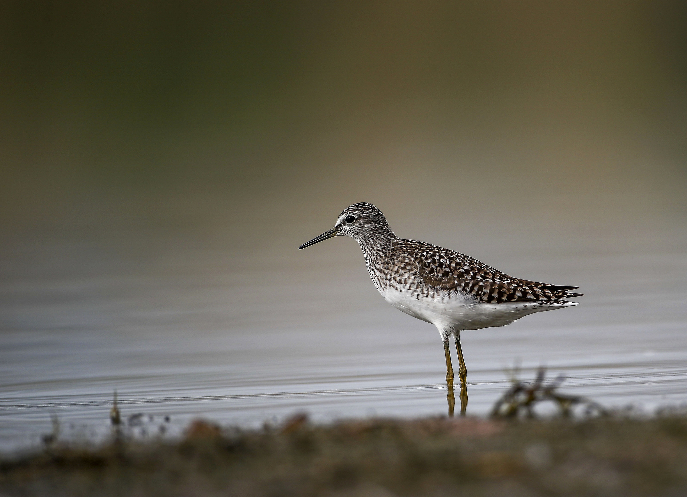 Wood Sandpiper