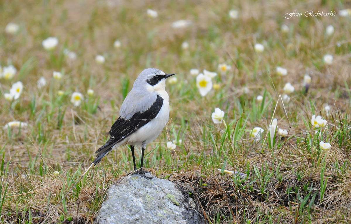 Culbianco tra i ranuncoli...