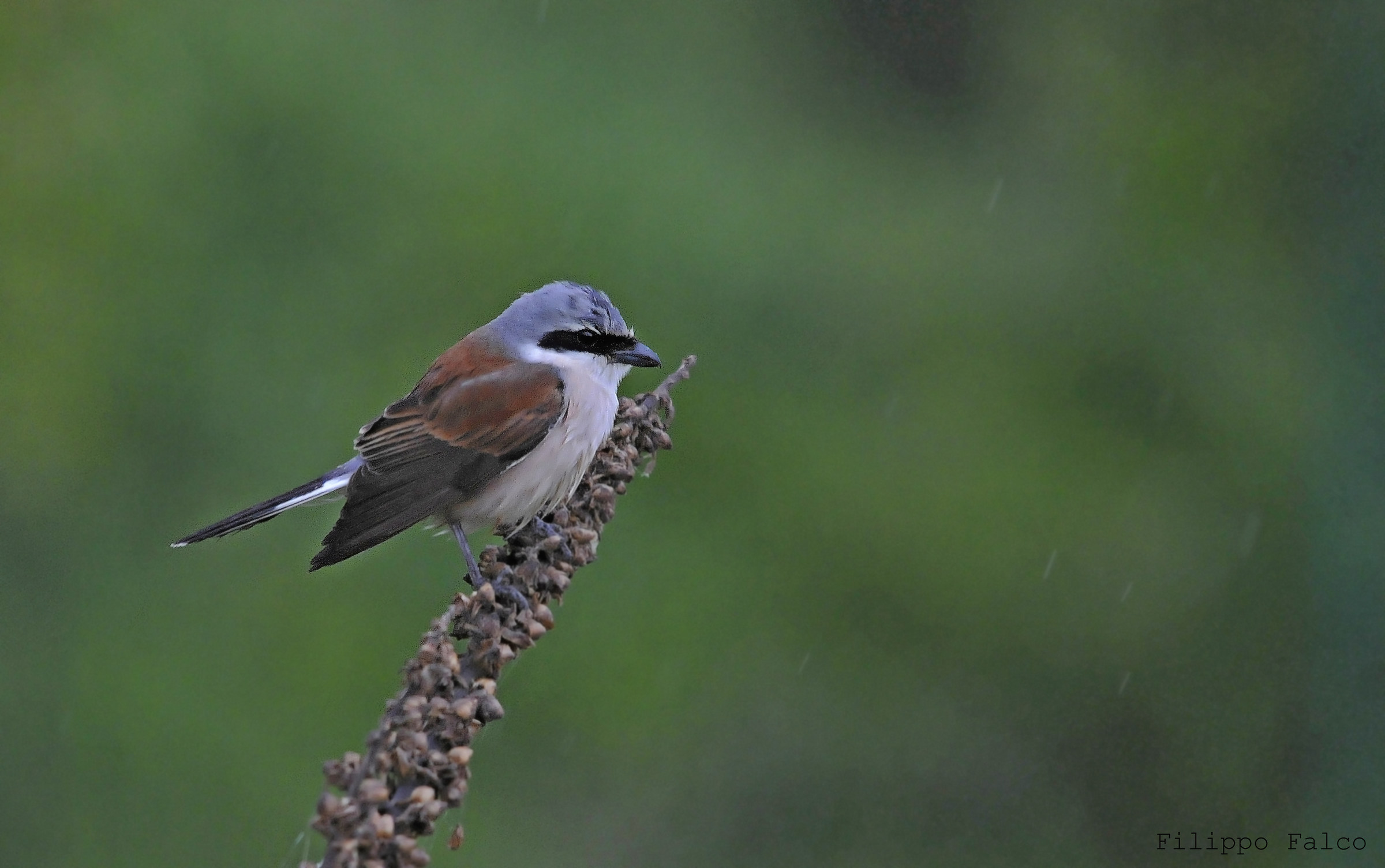 Averla Piccola sotto la pioggia...