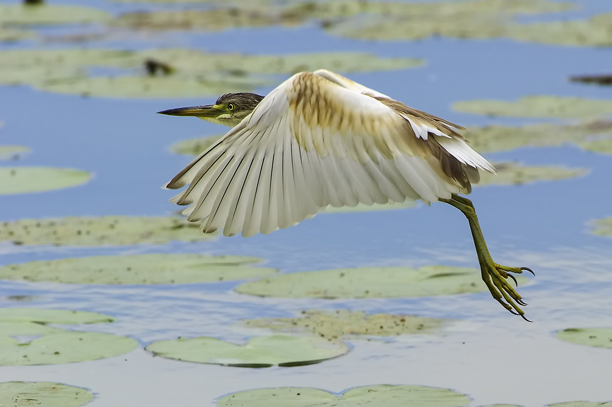 Sgarza ciuffetto in volo