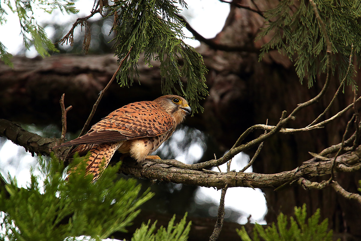male kestrel
