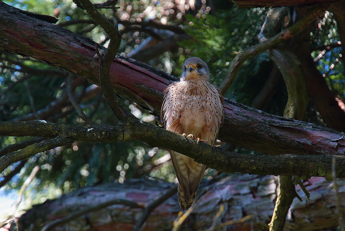 female kestrel