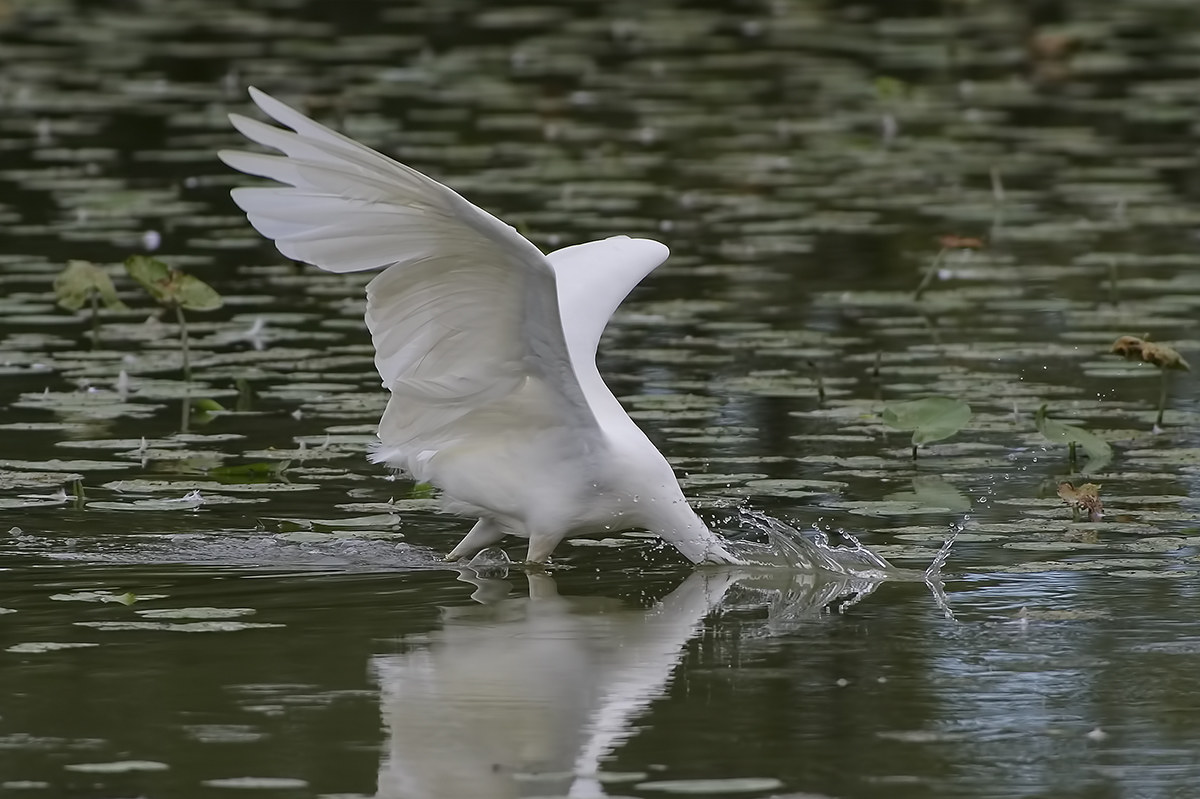 Airone Bianco, caccia con immersione