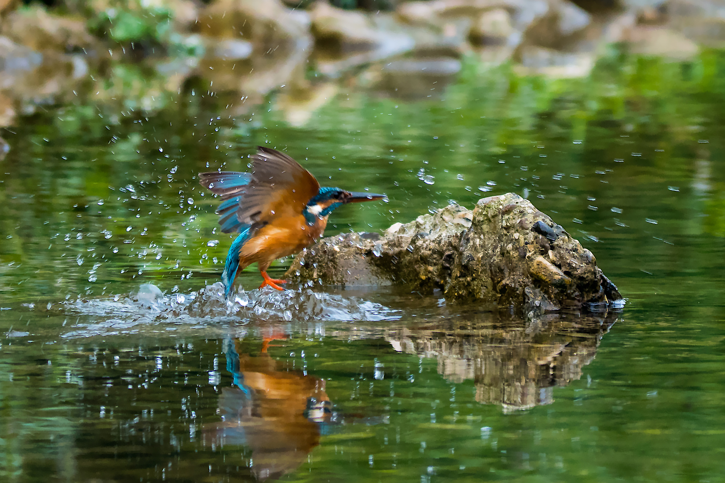 Kingfisher