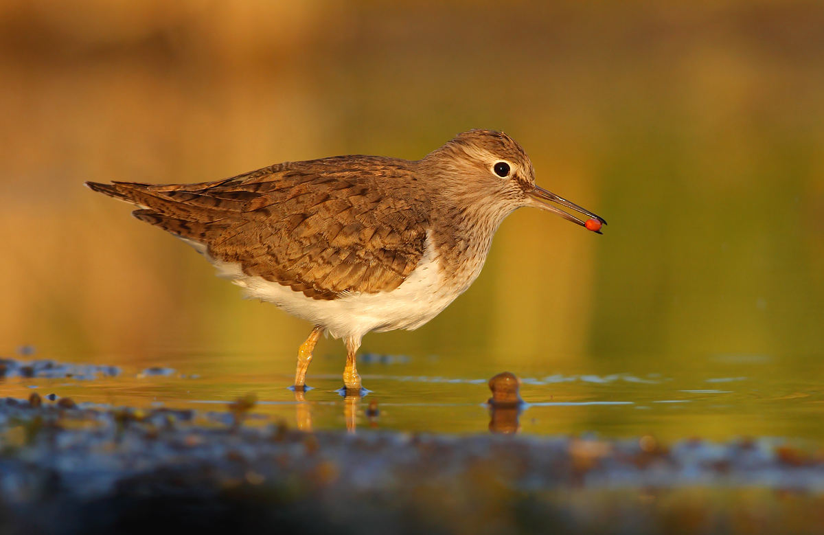 Common Sandpiper