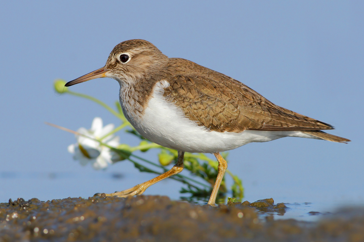 Common Sandpiper