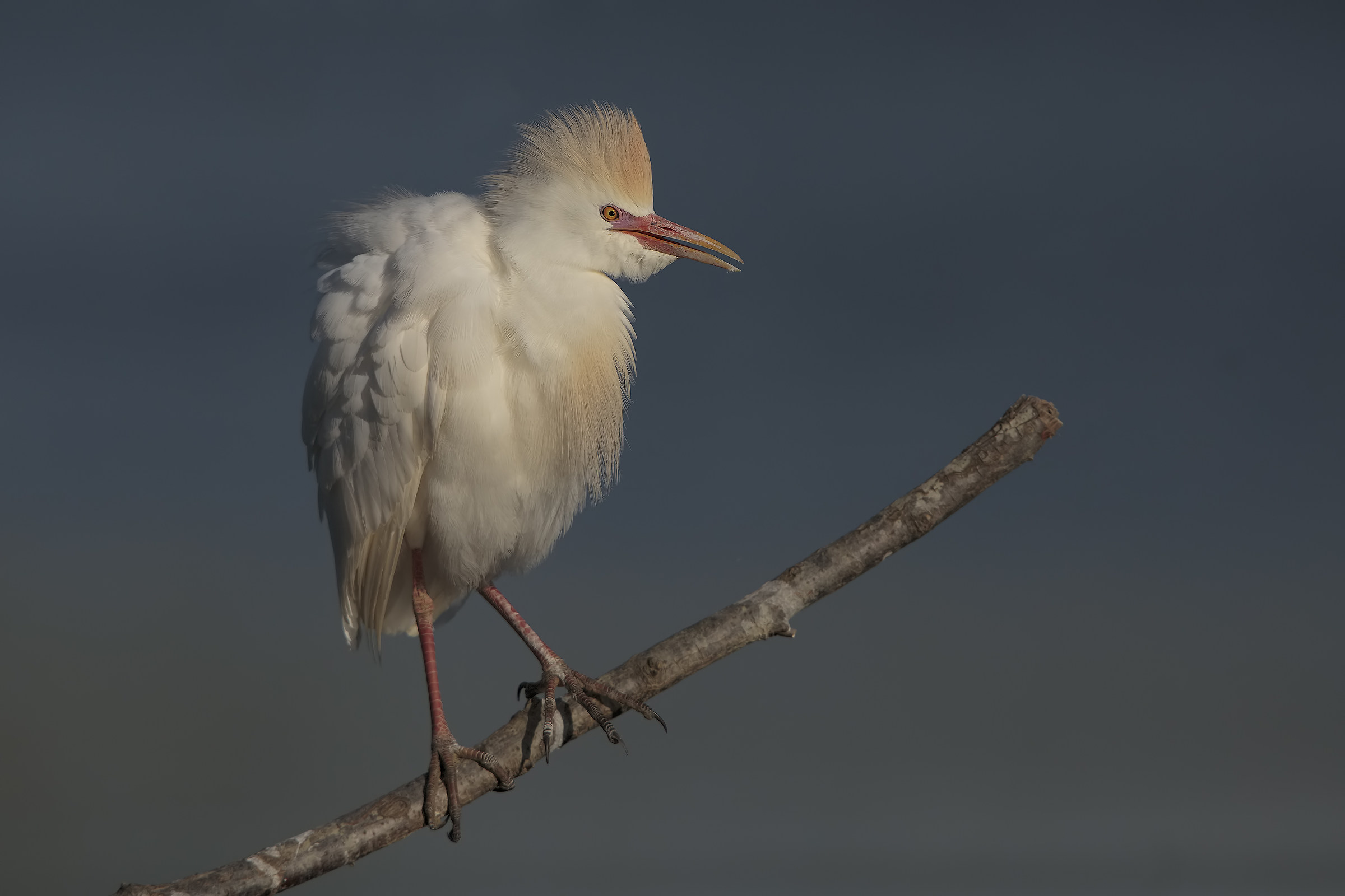 Heron Egrets