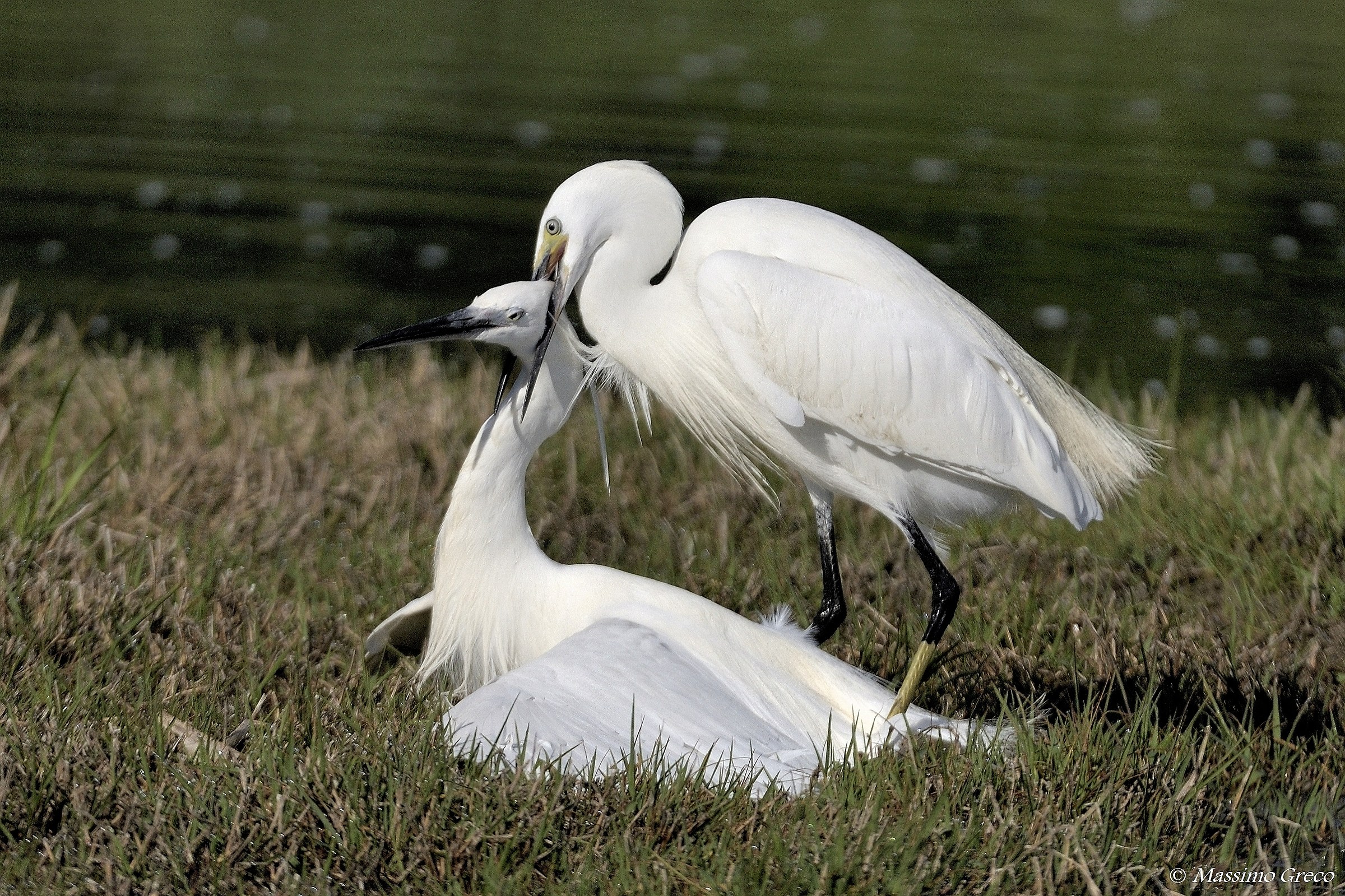 La lotta- atto finale