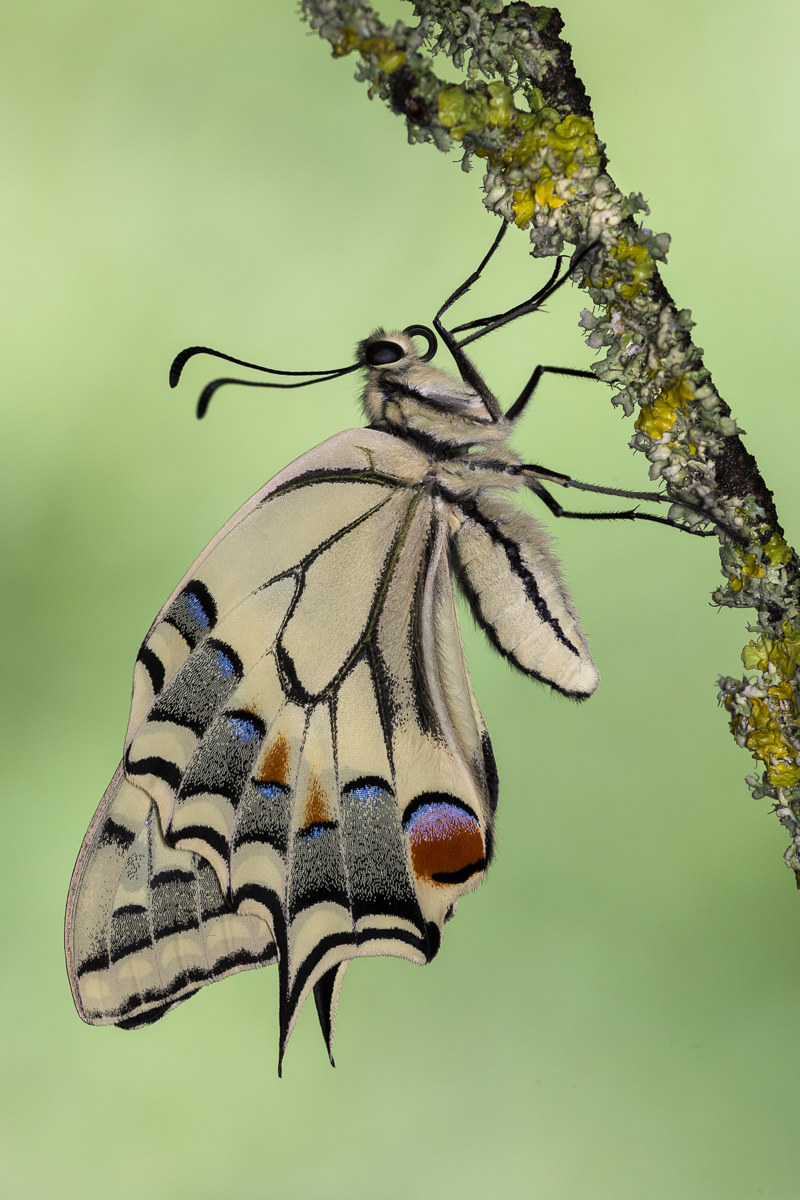Swallowtail (Papilio machaon) recently sfarfallato ...