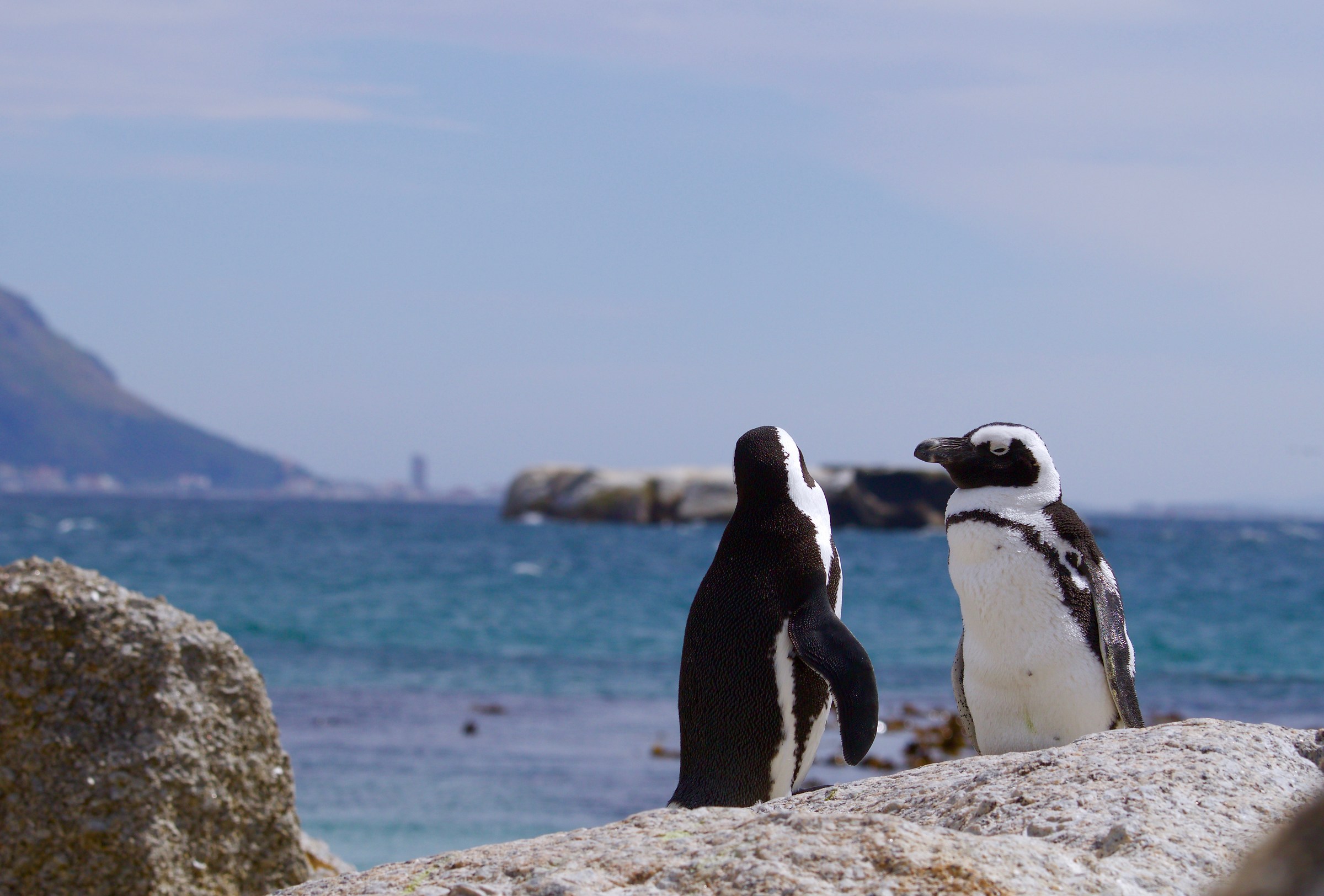 Penguins simon's town