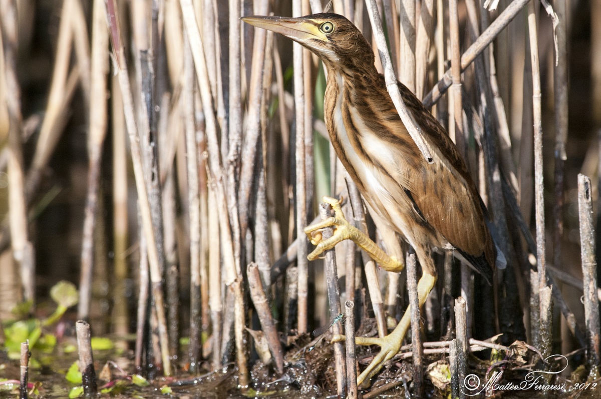Bittern in the reeds.