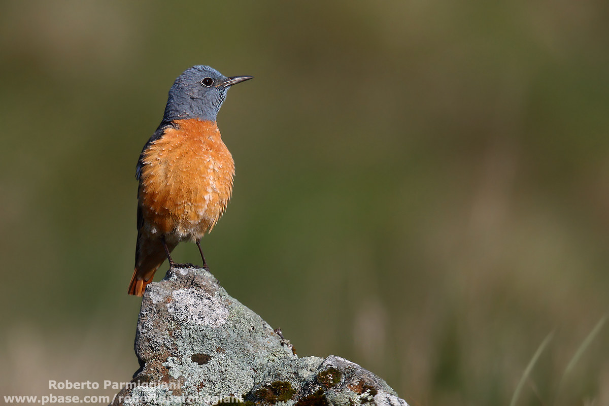 la vedetta (codirossone)