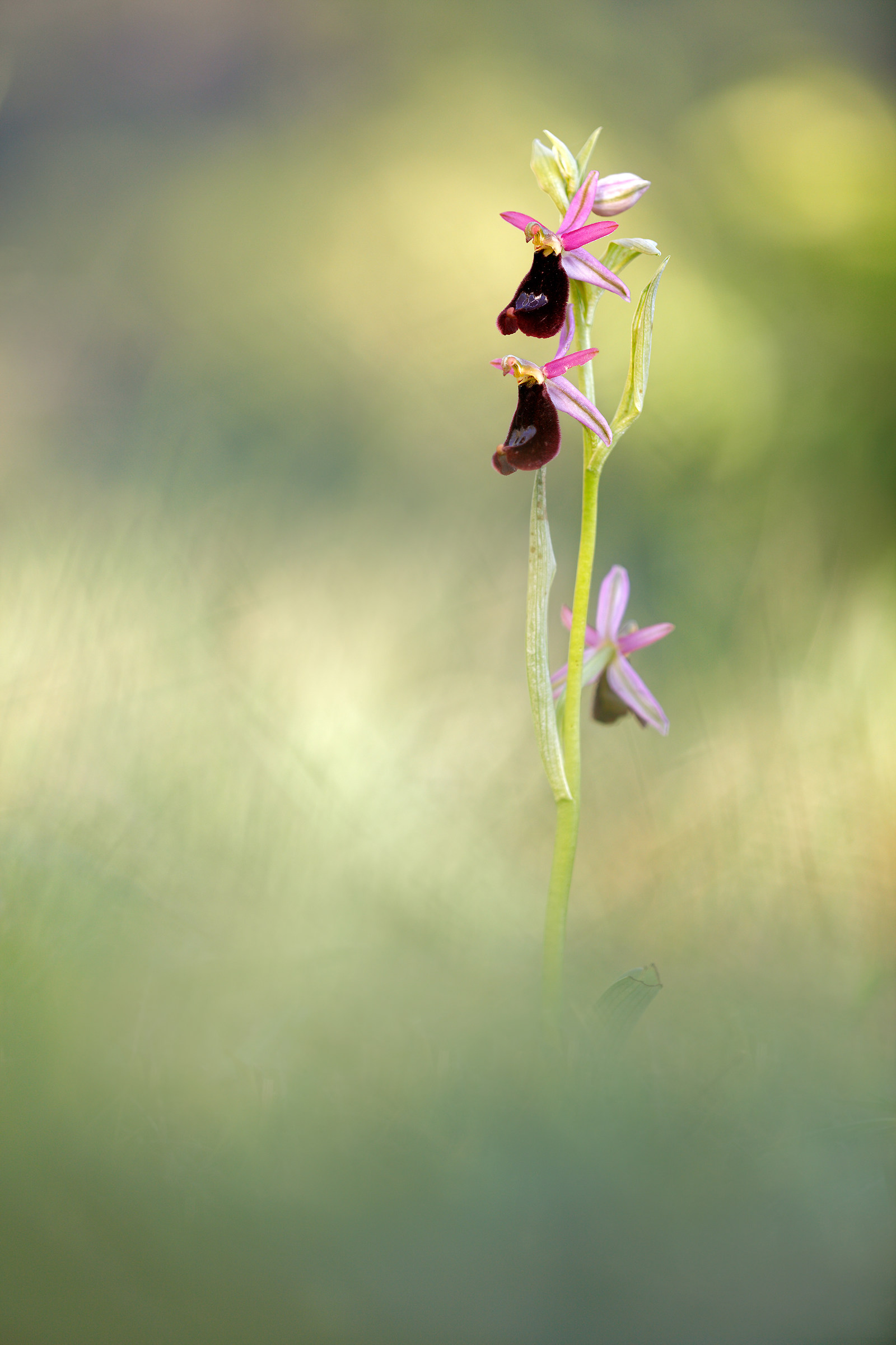 Ophrys bertolonii