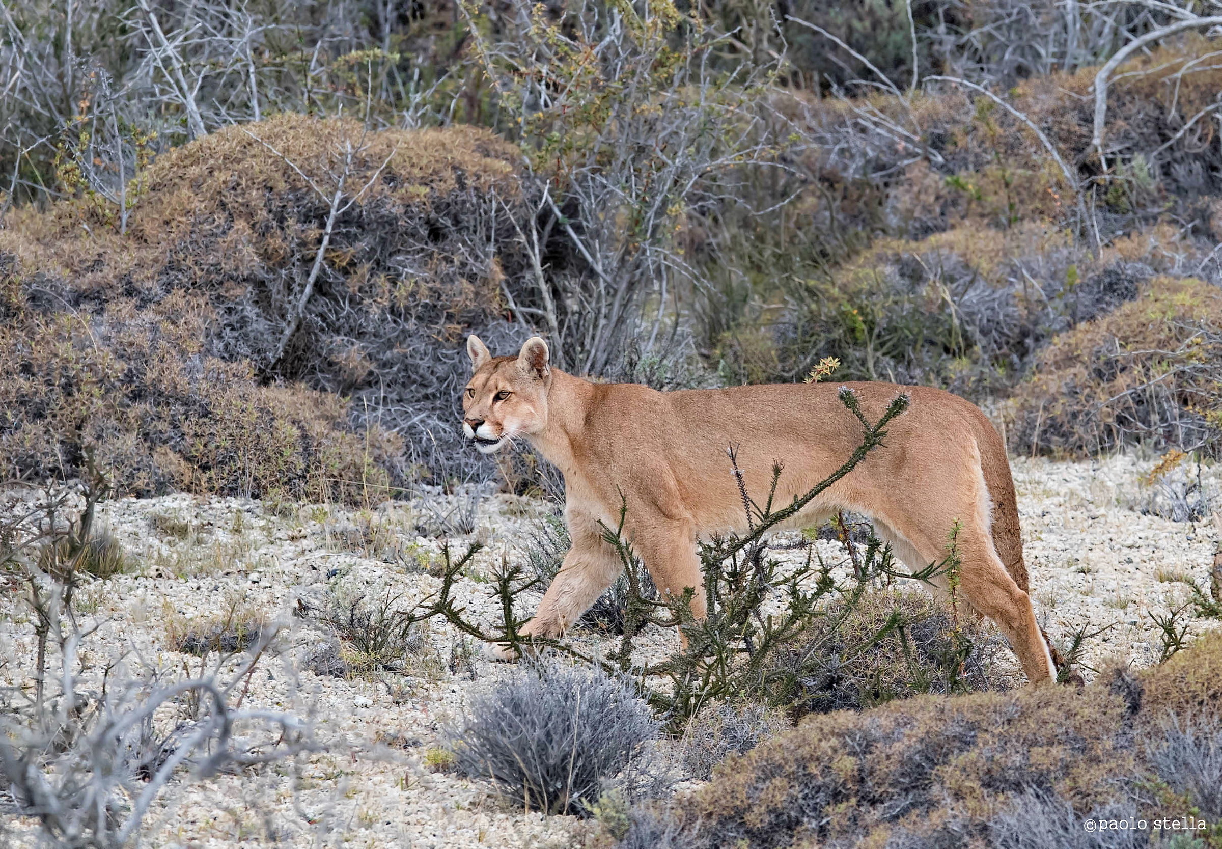 puma in esplorazione