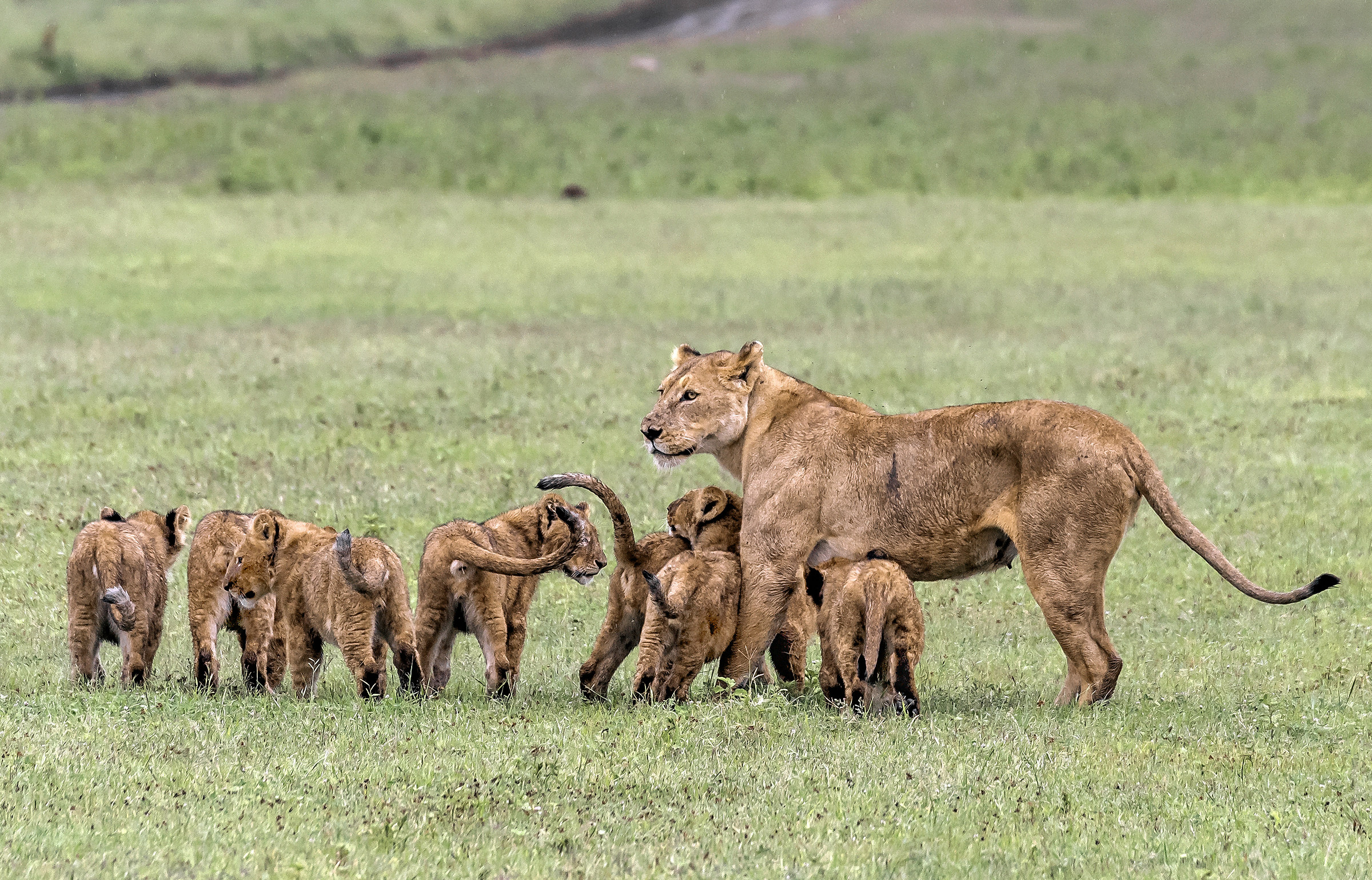 Tanzania 2017 - Nidiata
