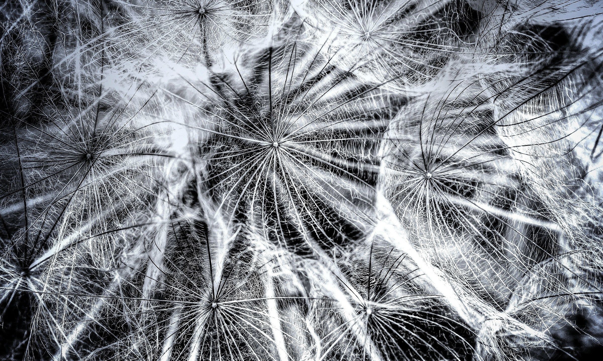 nella ragnatela del soffione