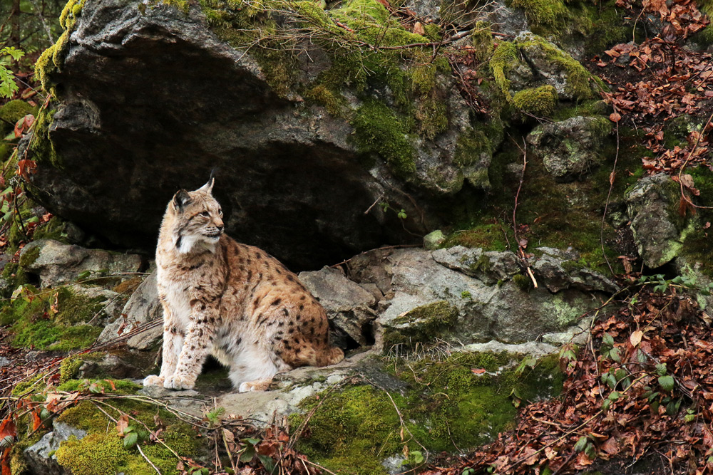 Lince