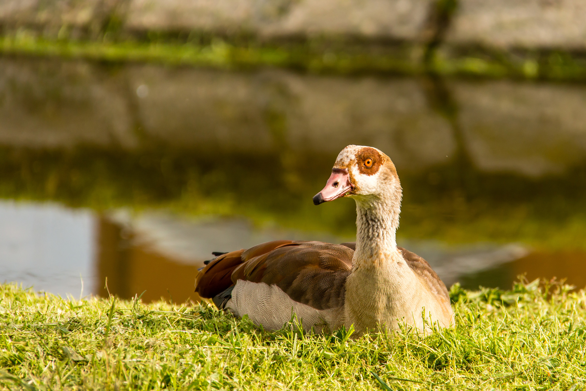 Egyptian Goose paused ...