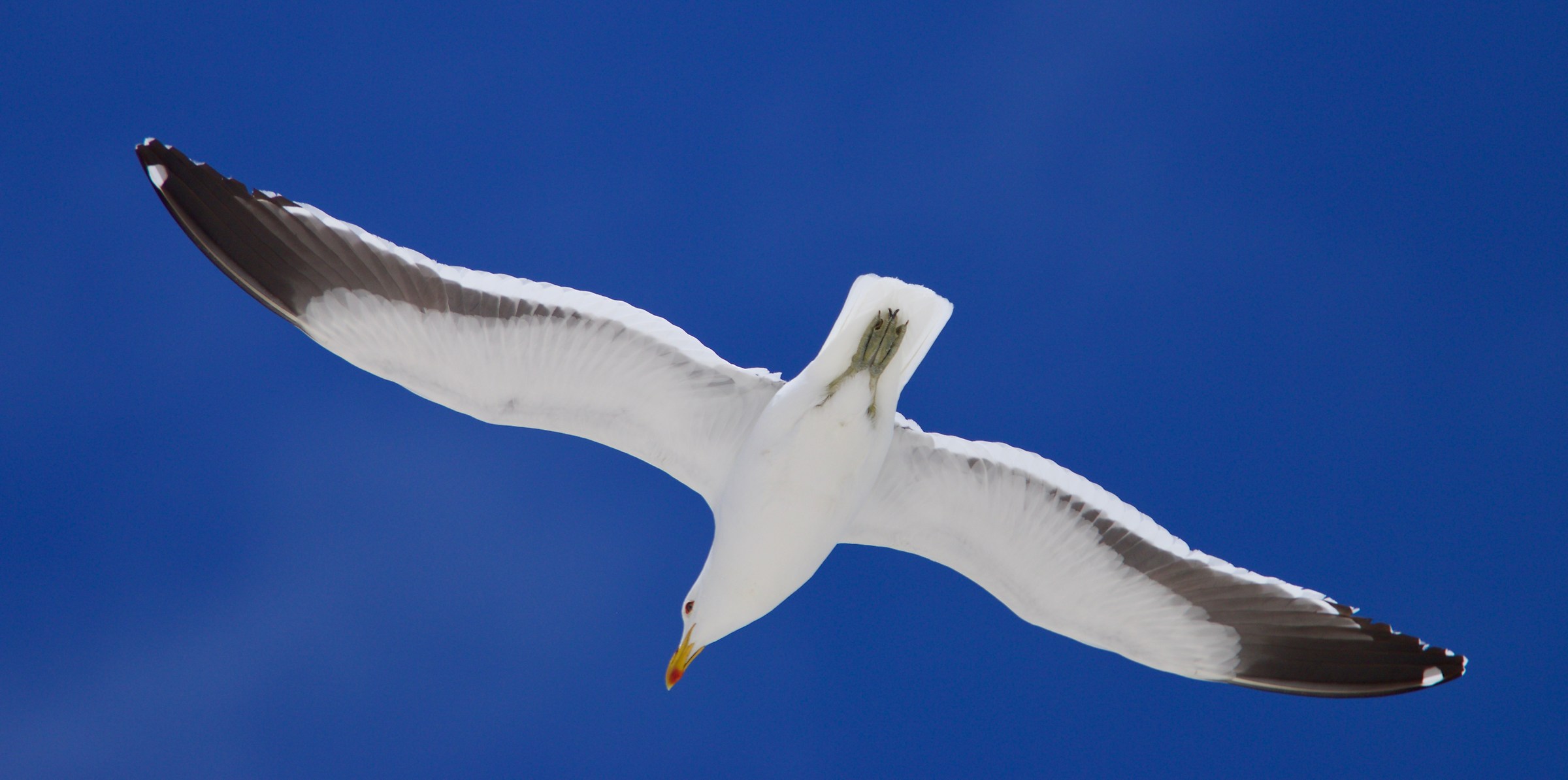seagull