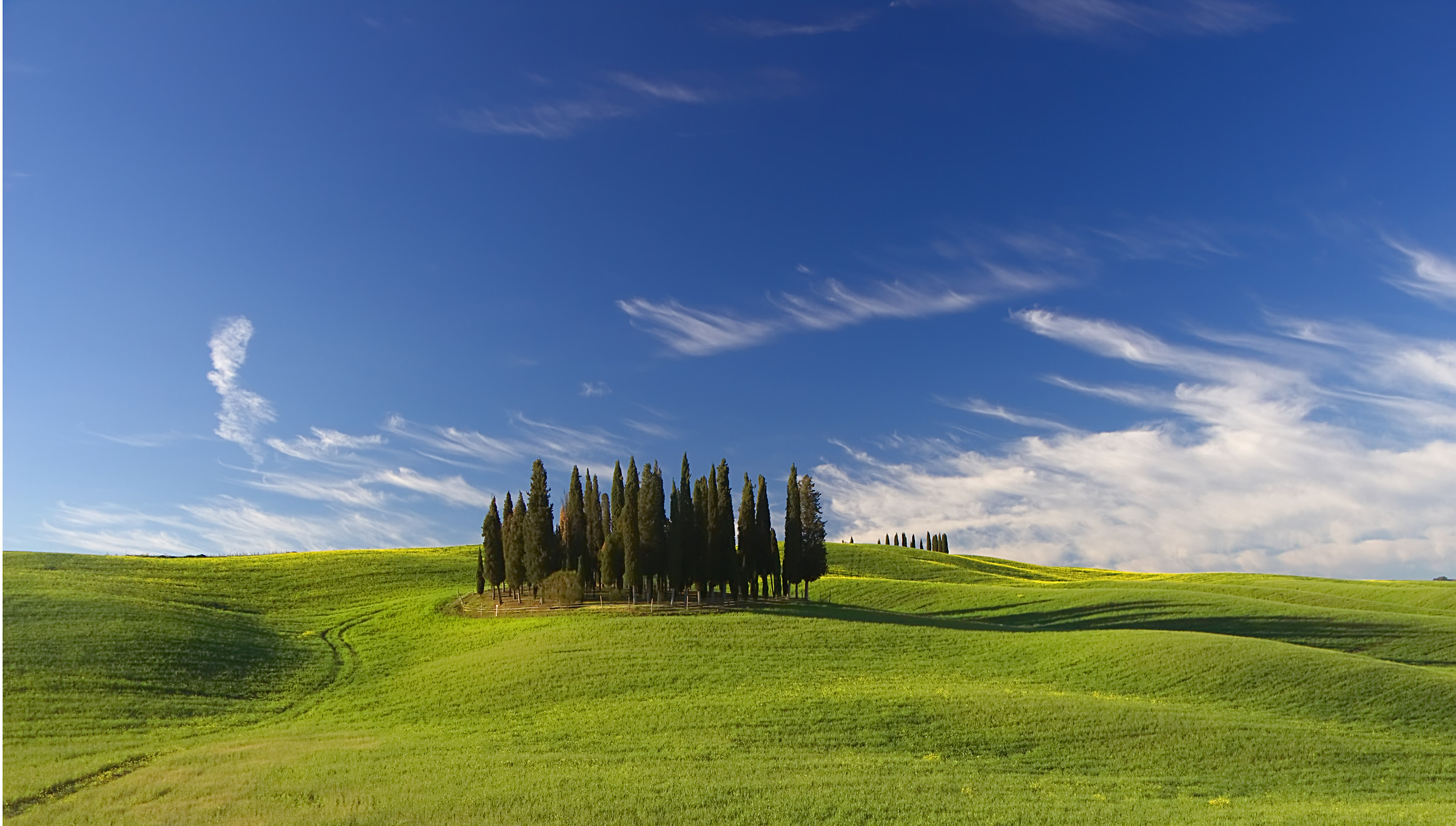 Cipressini Torrenieri