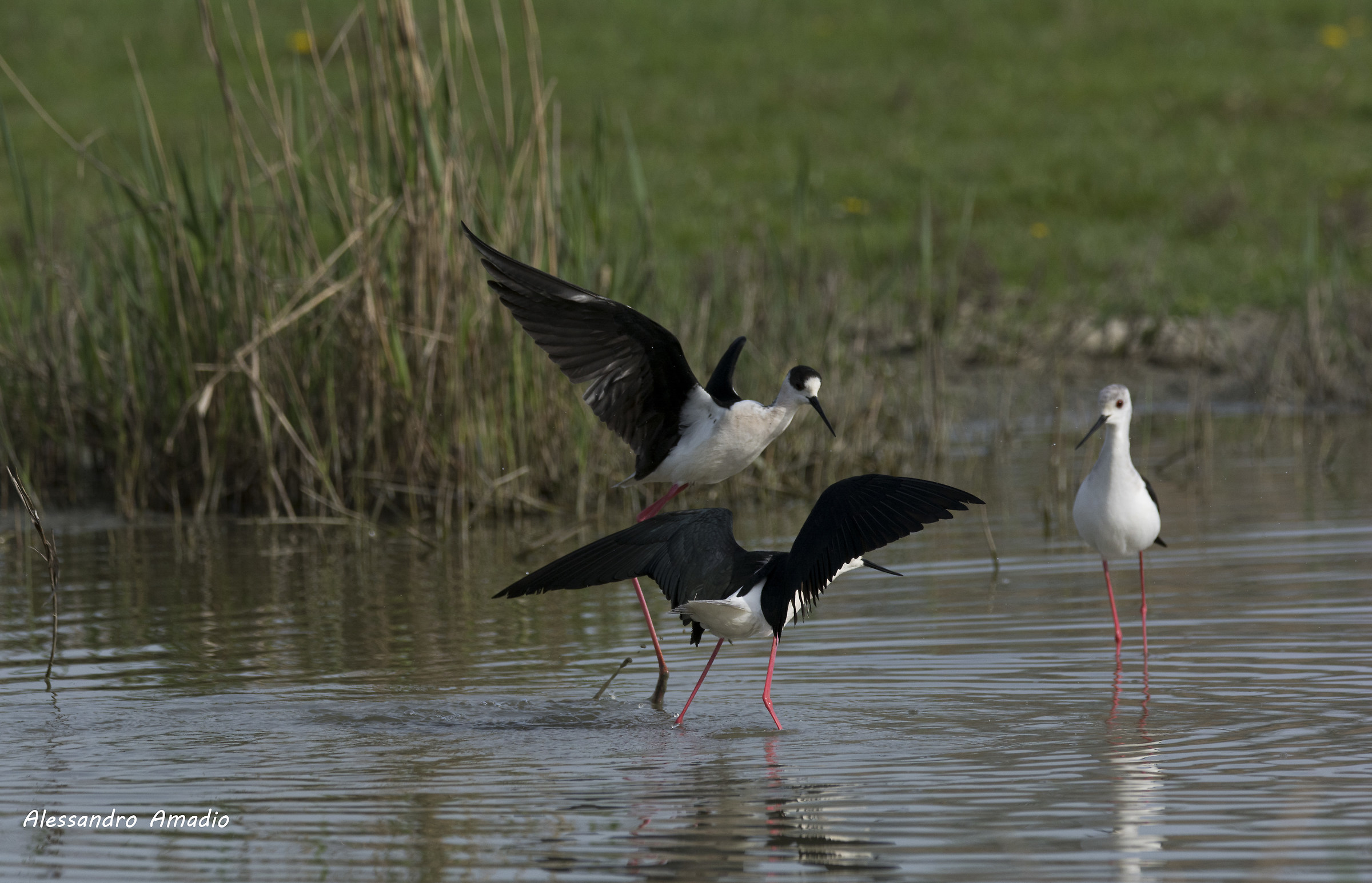 2 Knights for 1 Lady