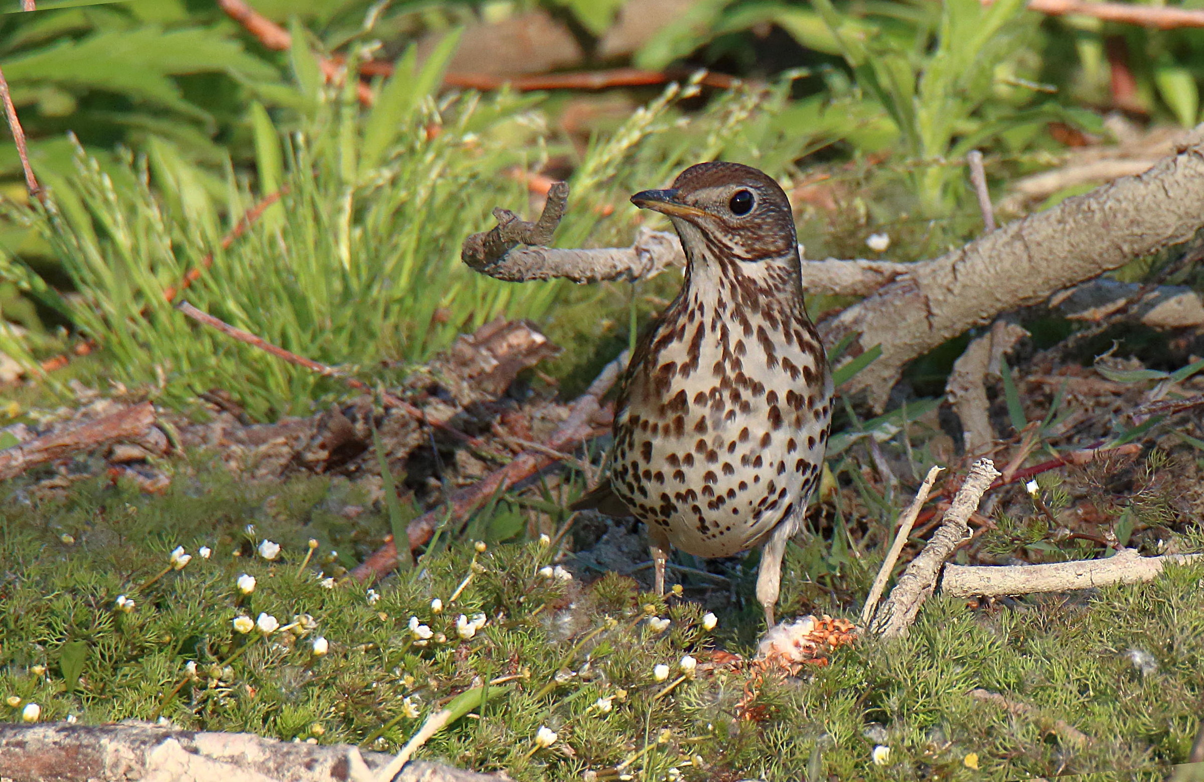 Tree Pipit