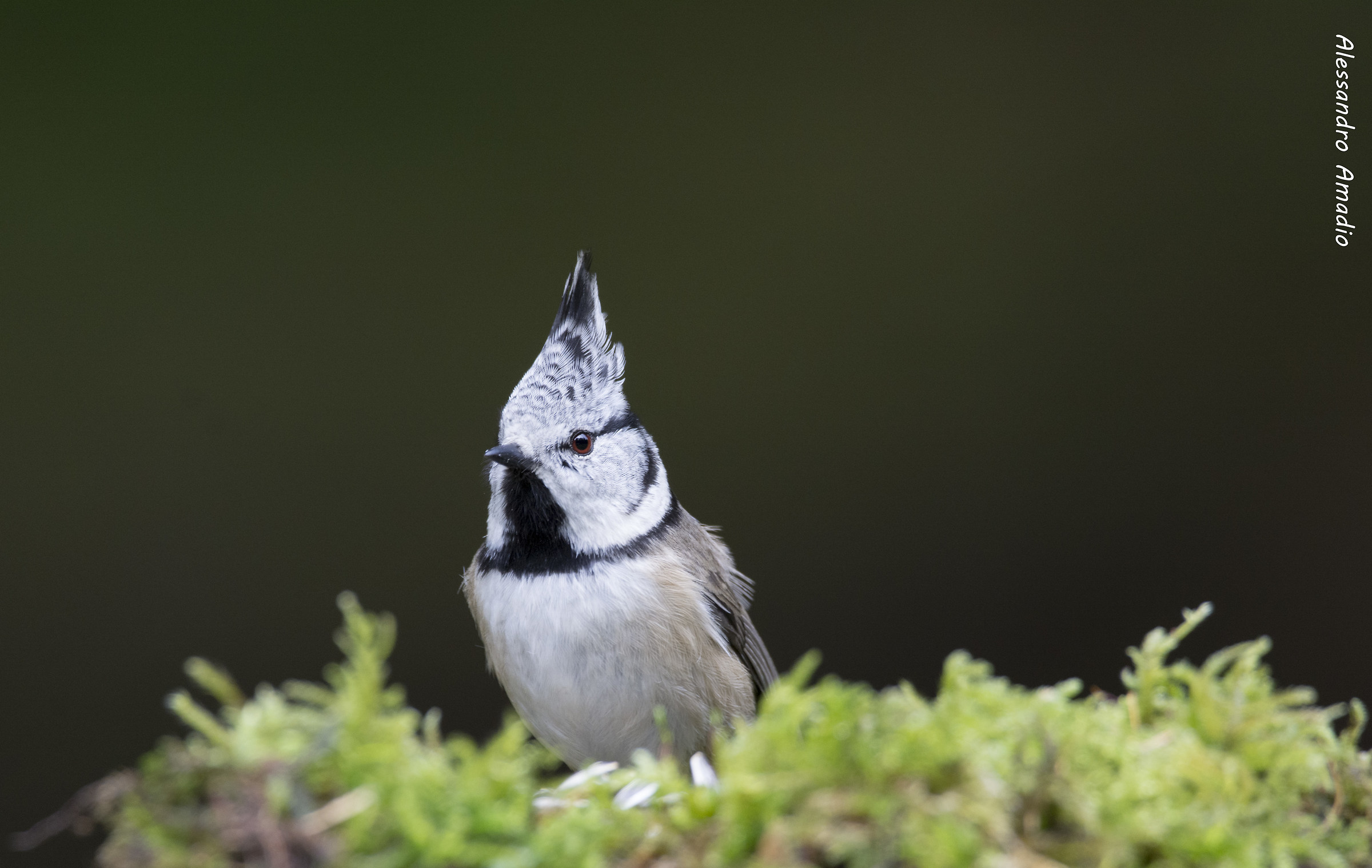 Crested Tit