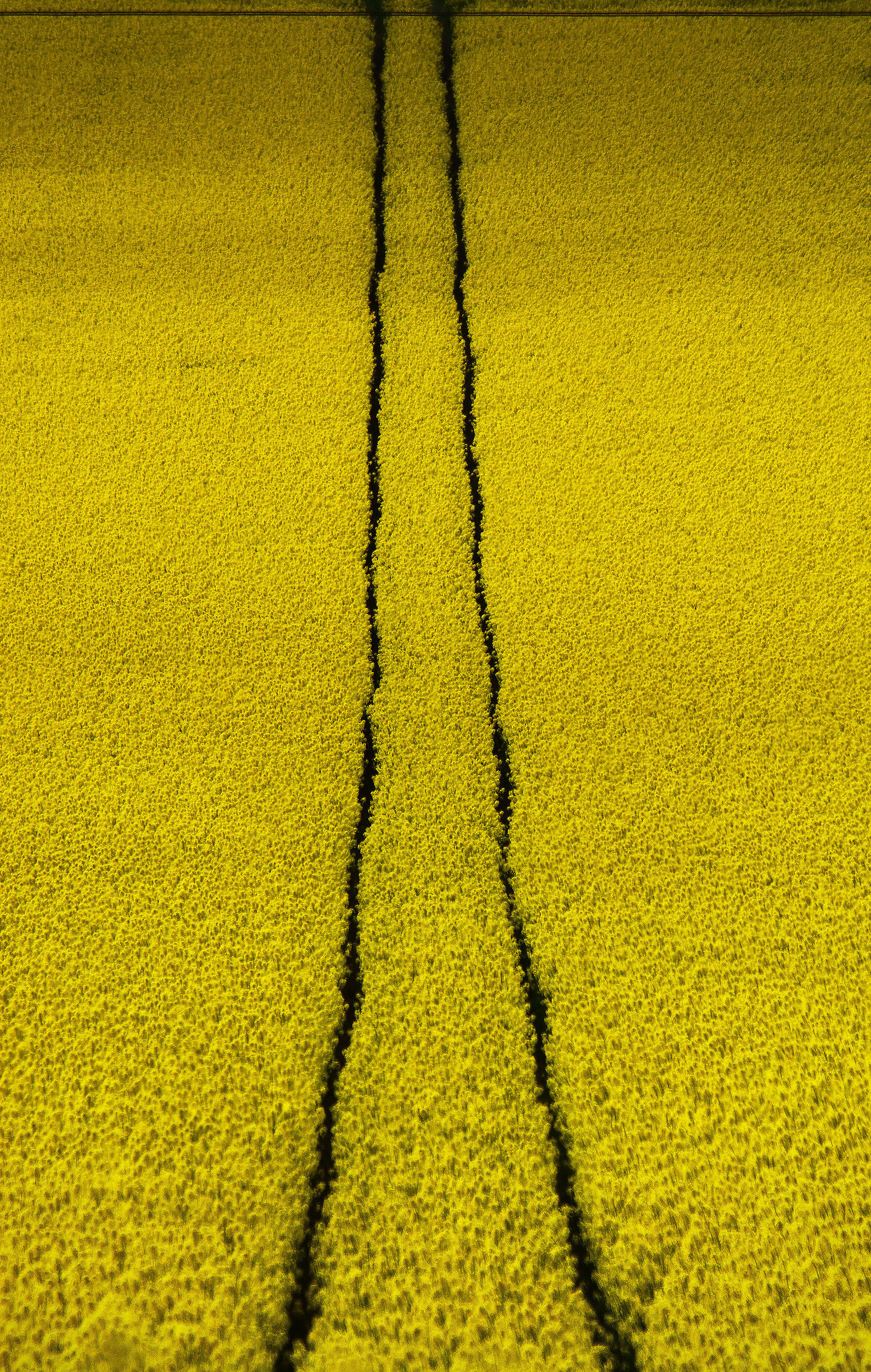 Una simmetria in giallo