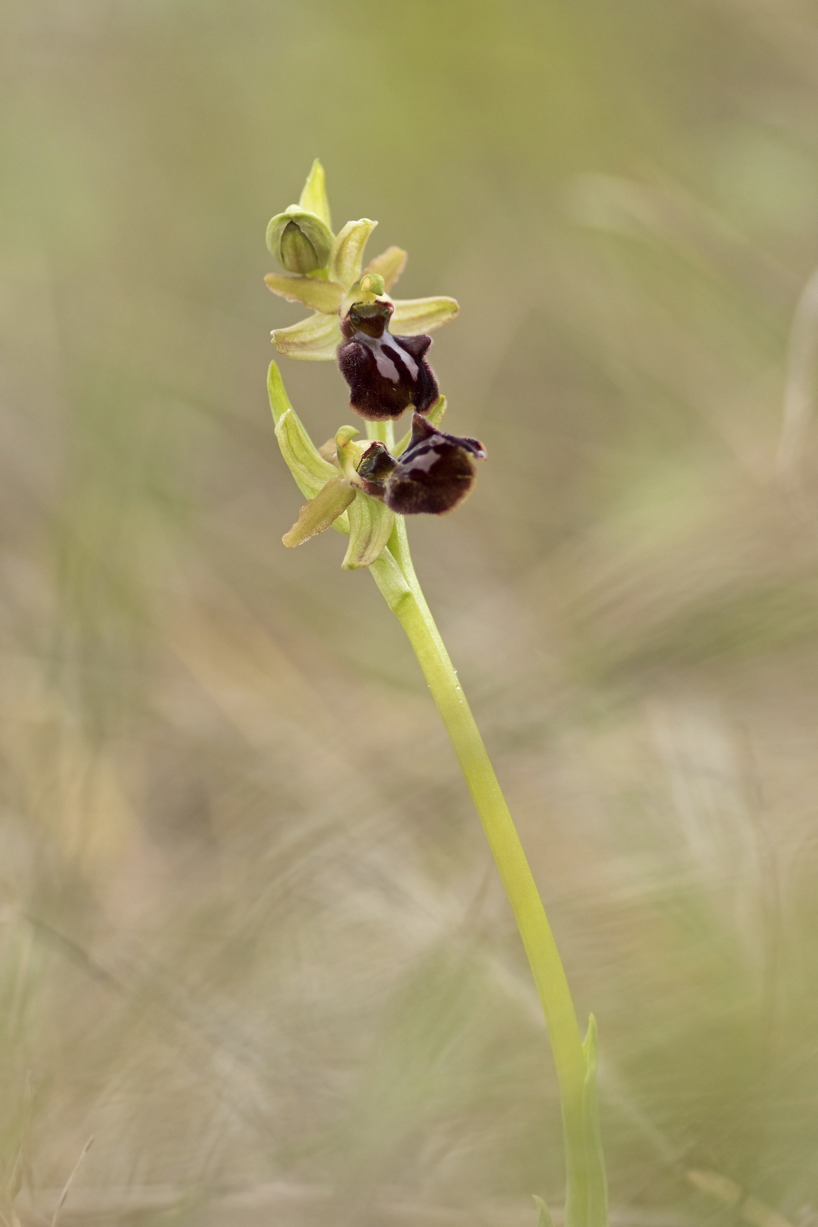 Orchis sphegodes