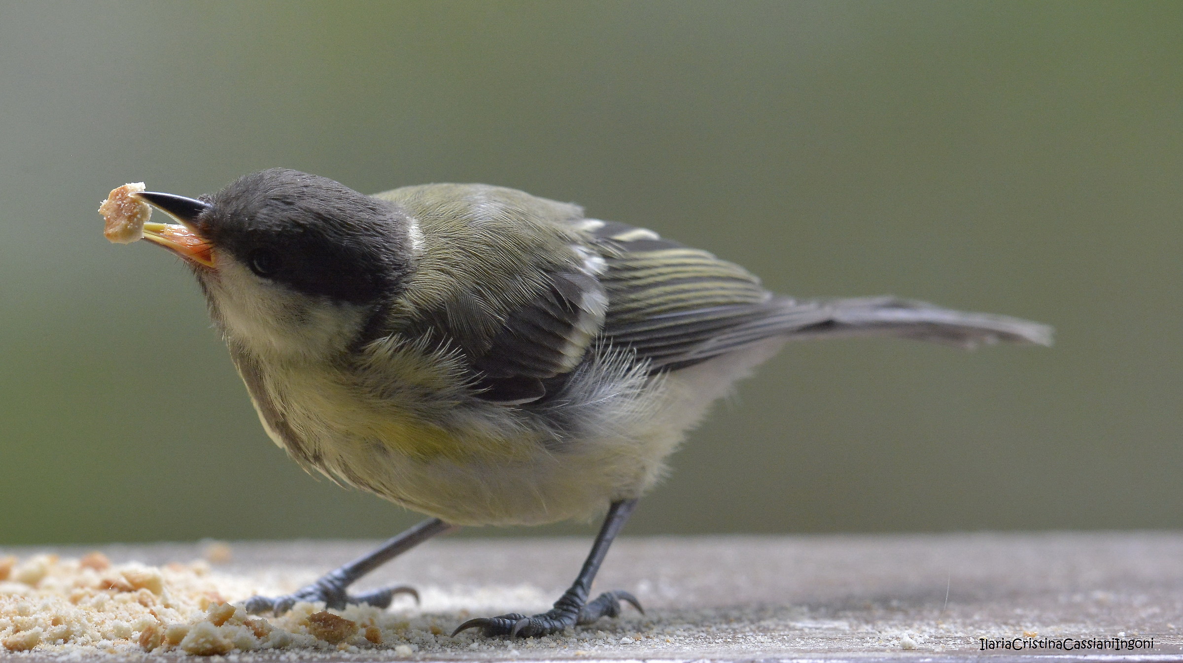 Great Tit