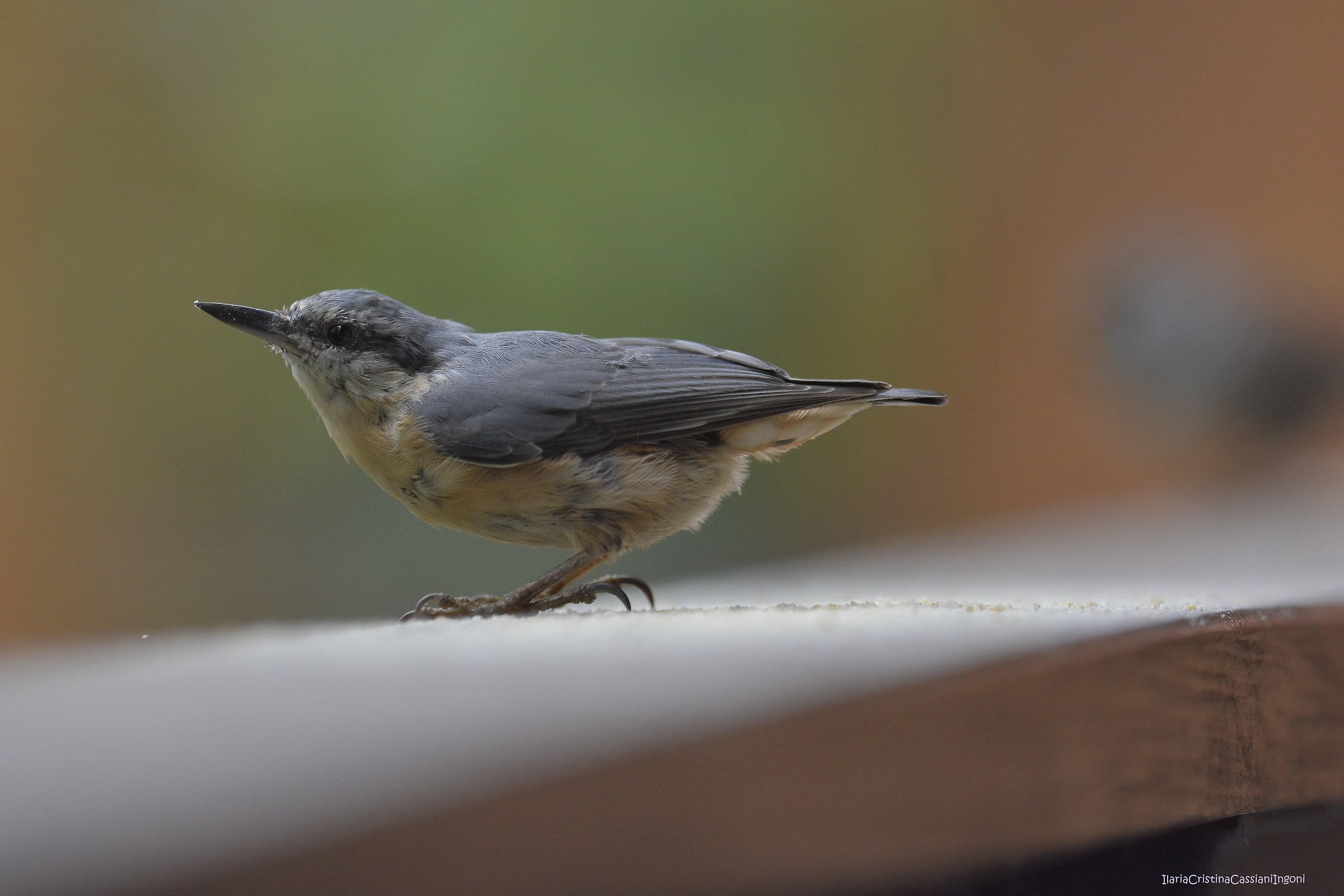 Nuthatch juv.