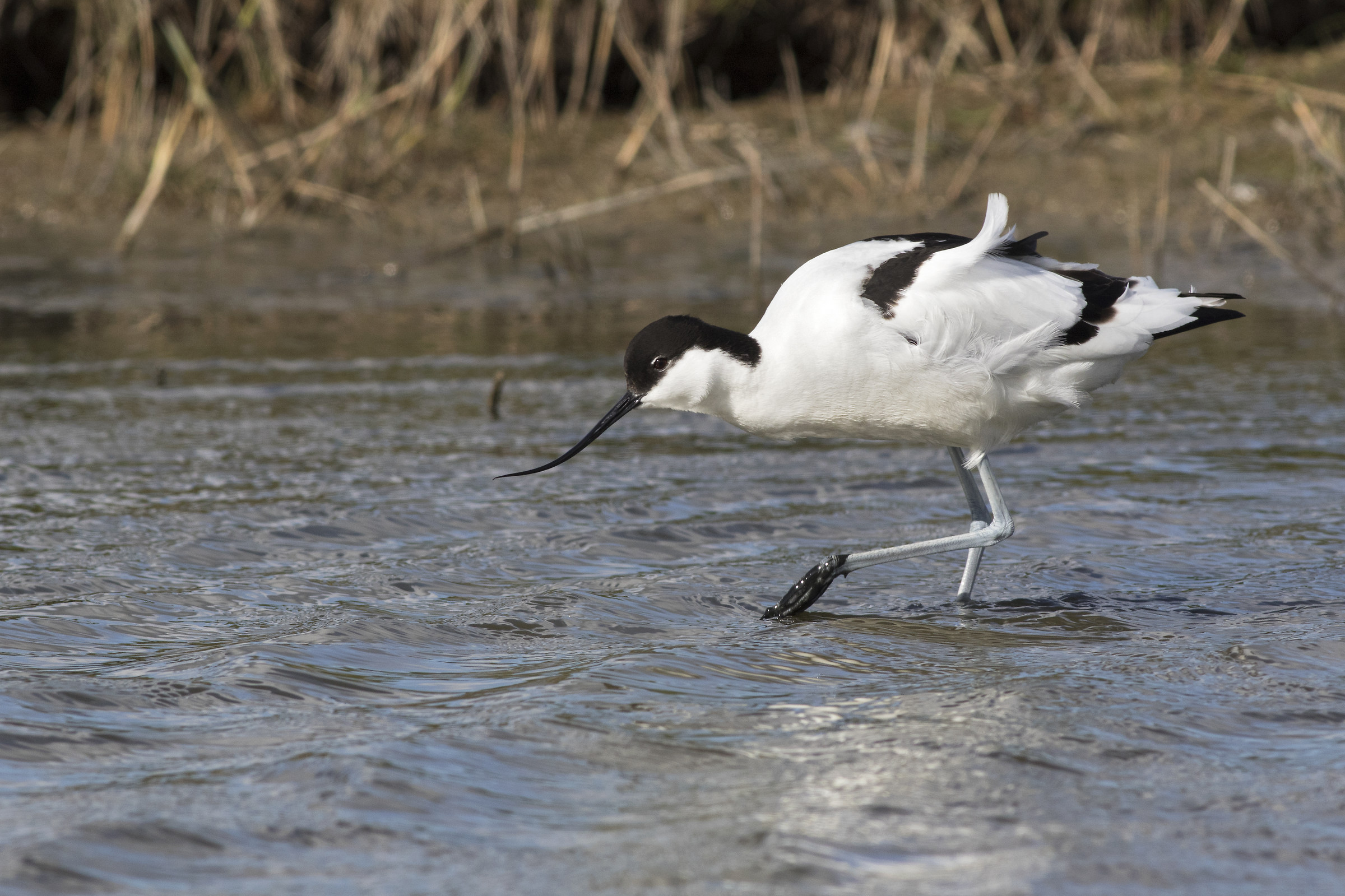 Avocetta