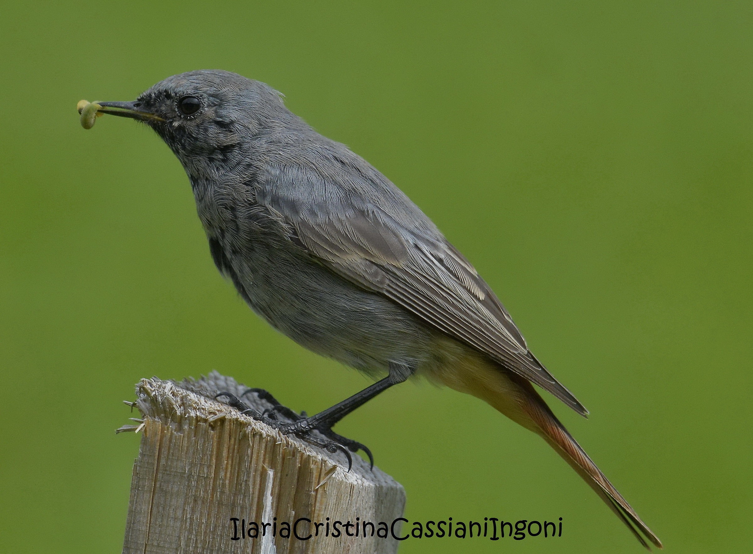 Black Redstart male juv.