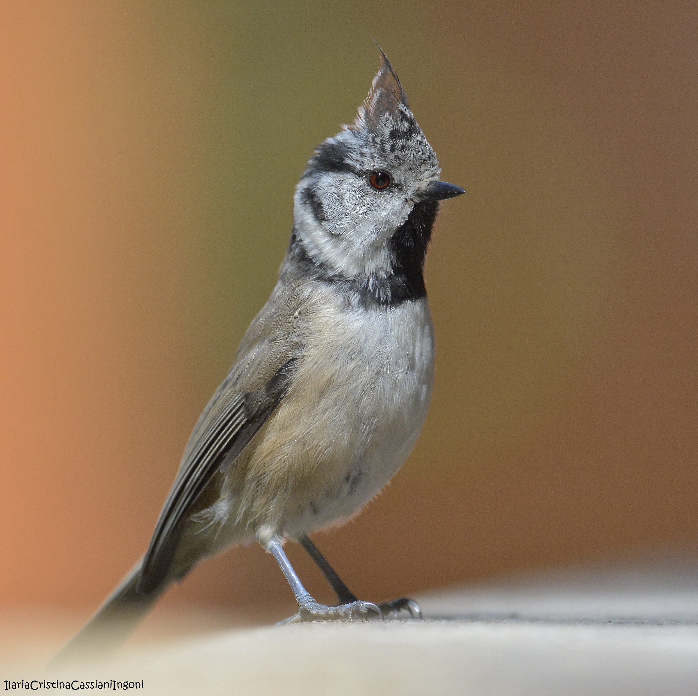Cuff from the tuff tuv.