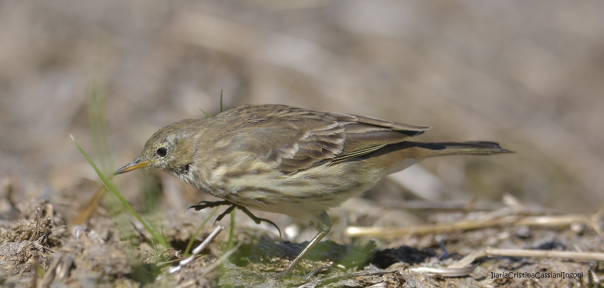Pipit juv.