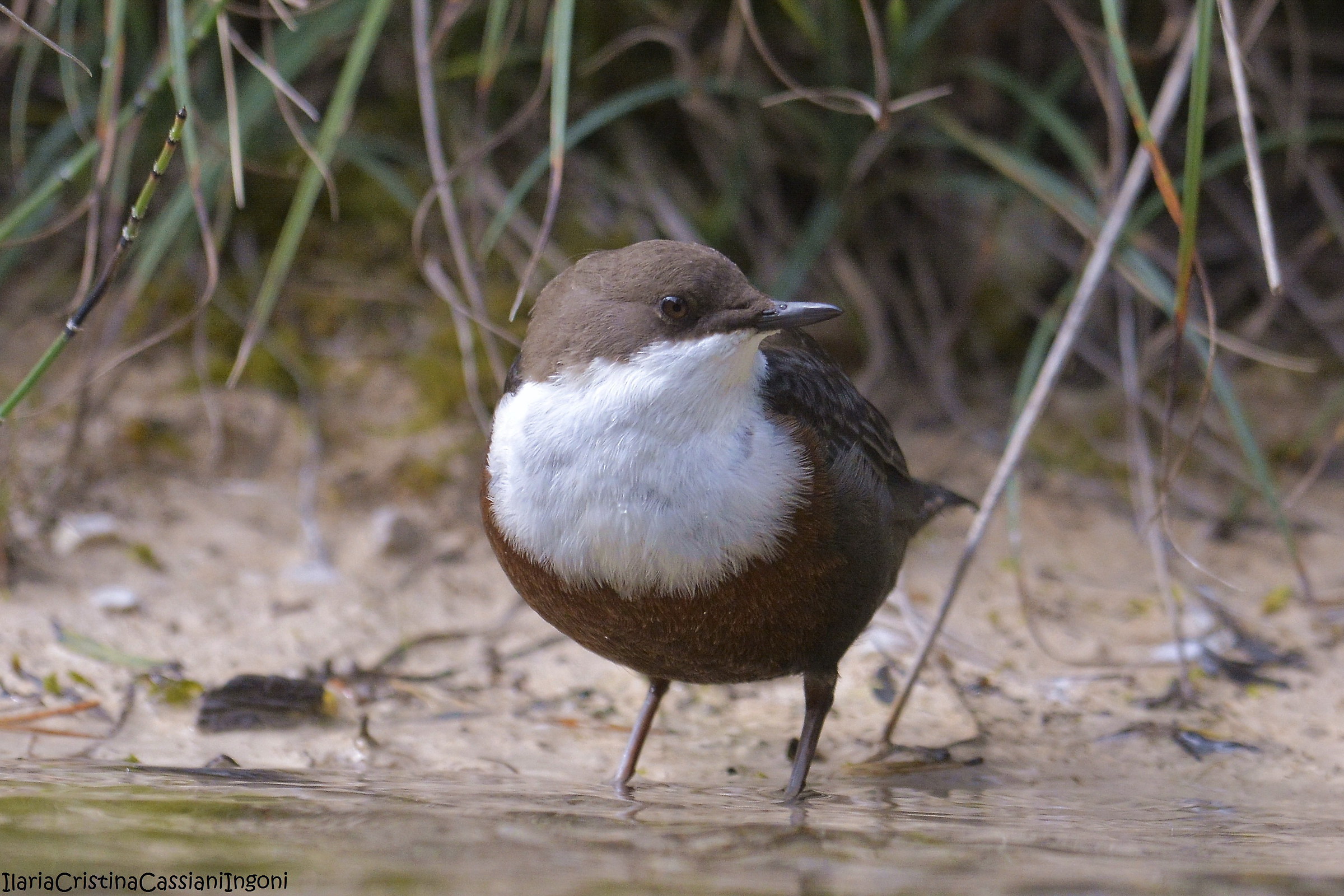 dipper