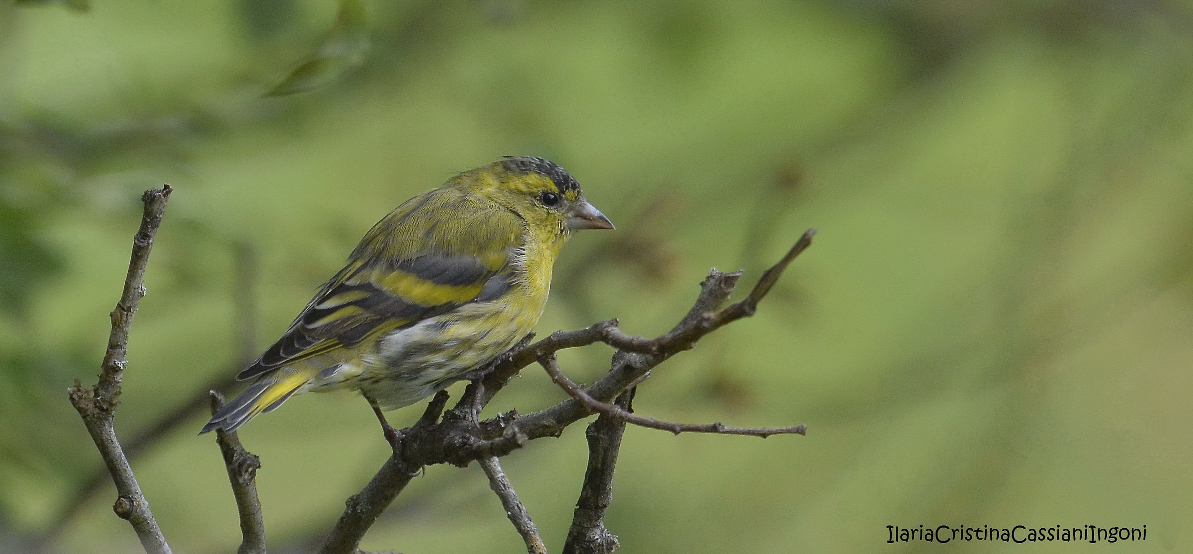 Siskin male
