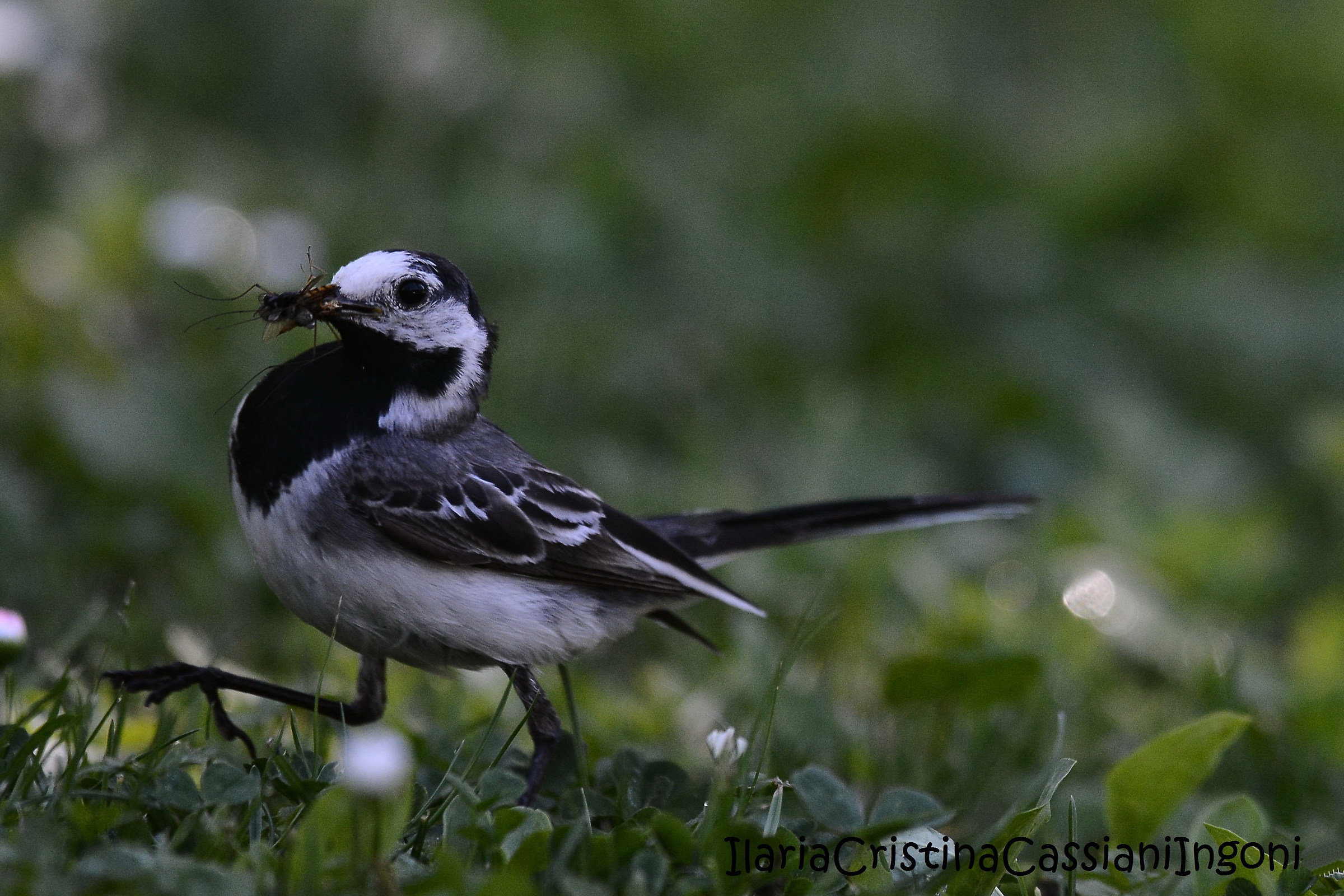 white Wagtail