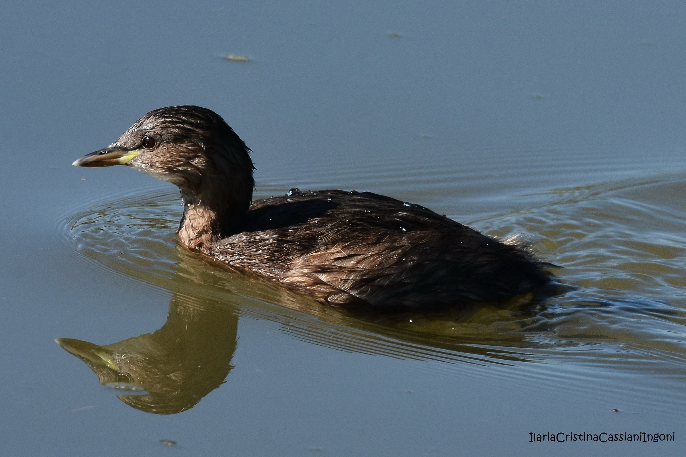 Little Grebe