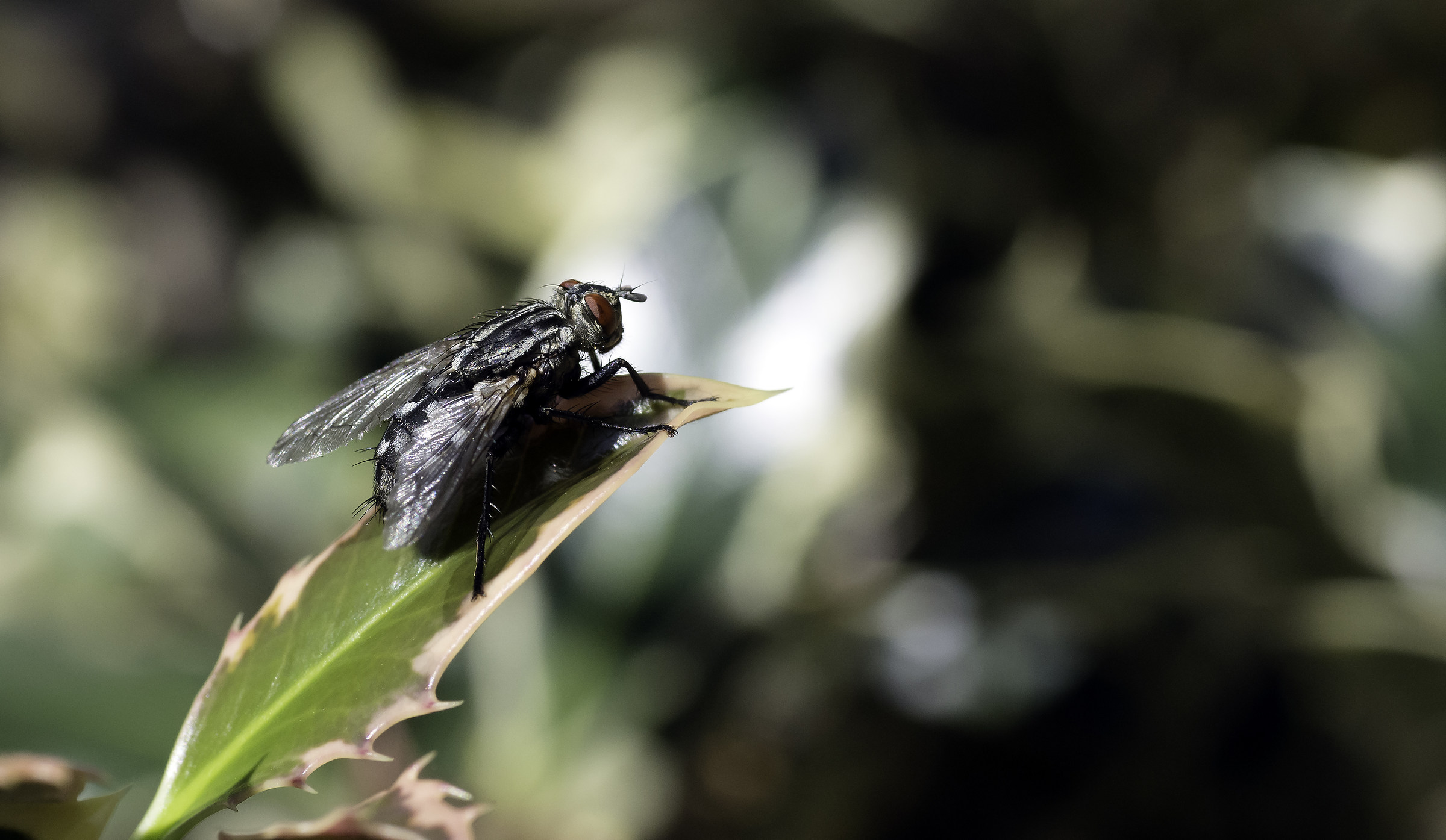 Ready for take-off - ISO 100